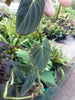 Philodendron melanochrysum