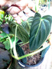 Philodendron melanochrysum