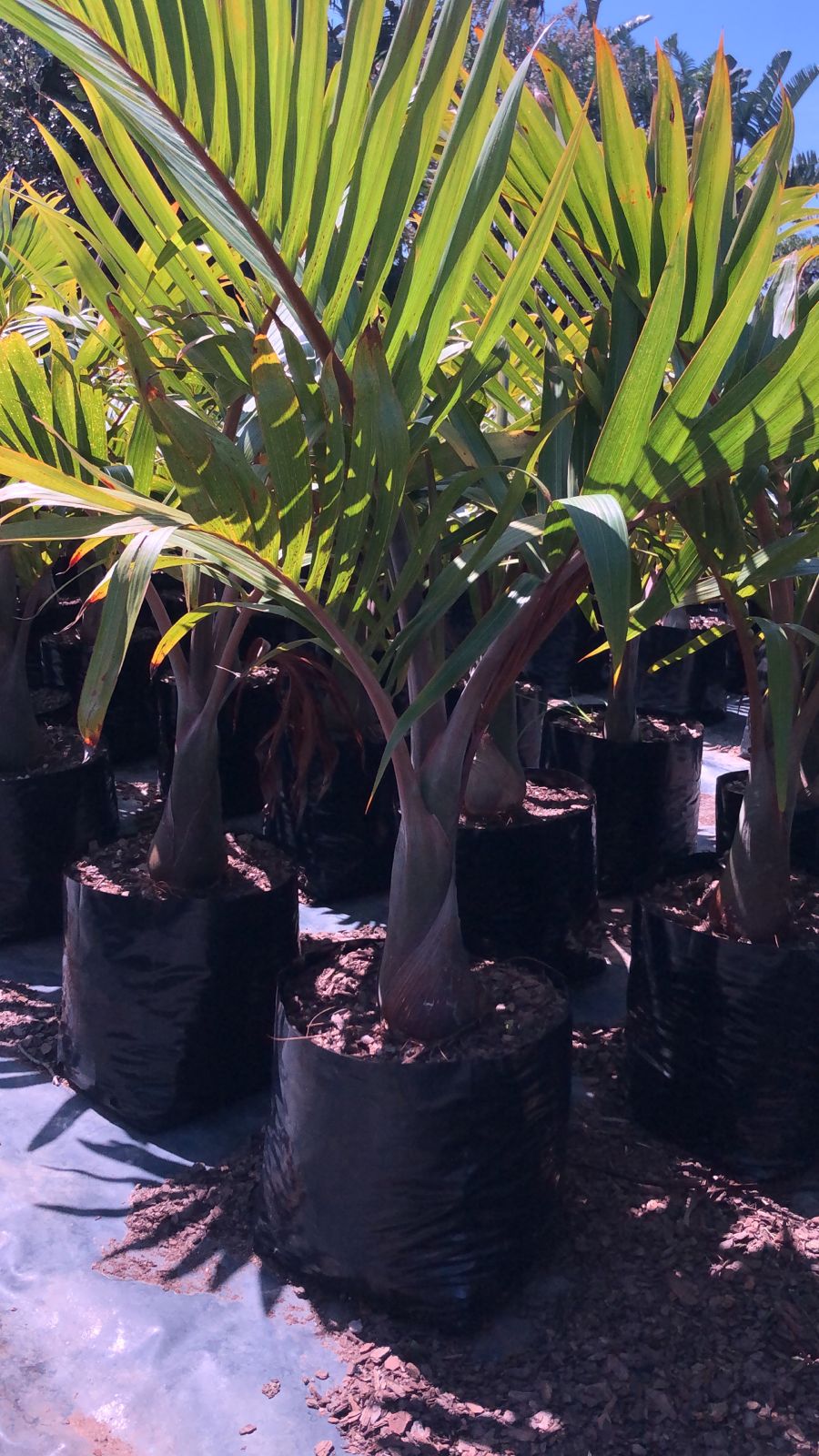 Bottle Palm Tree( Hyophorbe lagenicaulis) INCLUDES COURIER TO YOU