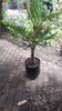 Bottle Palm Tree( Hyophorbe lagenicaulis) INCLUDES COURIER TO YOU