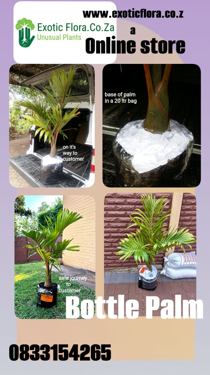 Bottle Palm Tree( Hyophorbe lagenicaulis) INCLUDES COURIER TO YOU