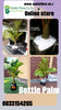 Bottle Palm Tree( Hyophorbe lagenicaulis) INCLUDES COURIER TO YOU