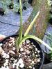 Alocasia macrorrhiza Variegata