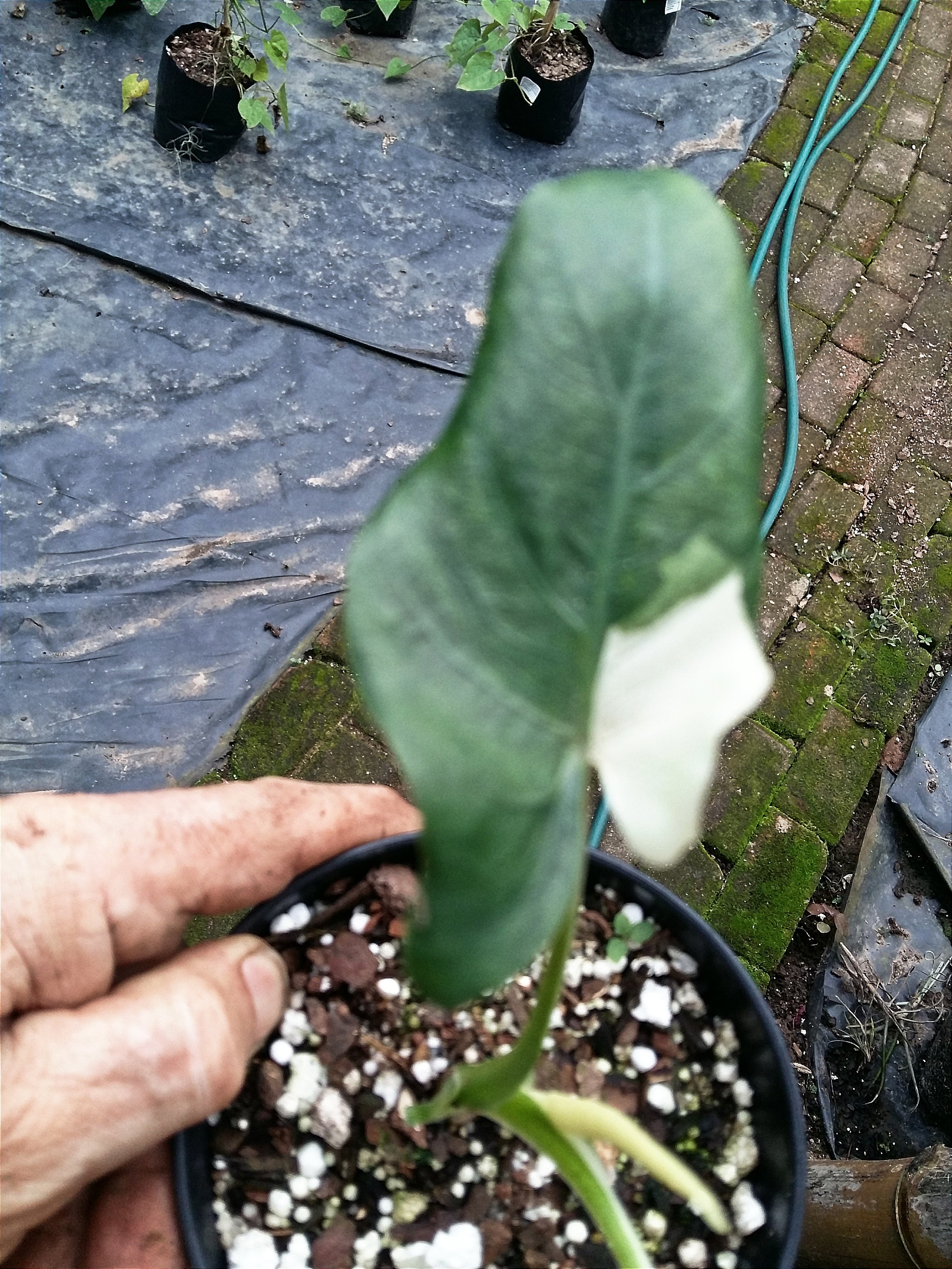 Alocasia macrorrhiza Variegata