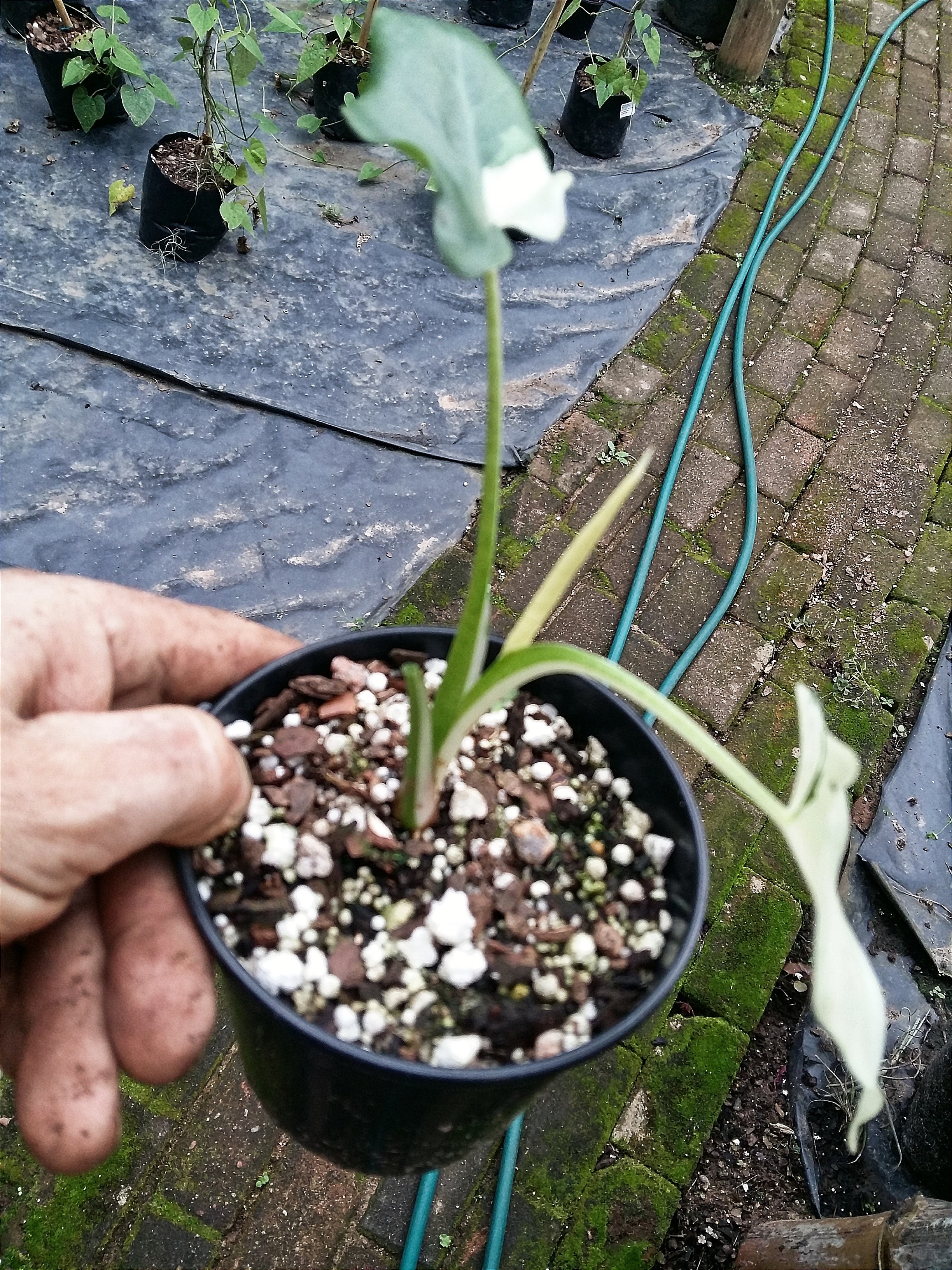 Alocasia macrorrhiza Variegata