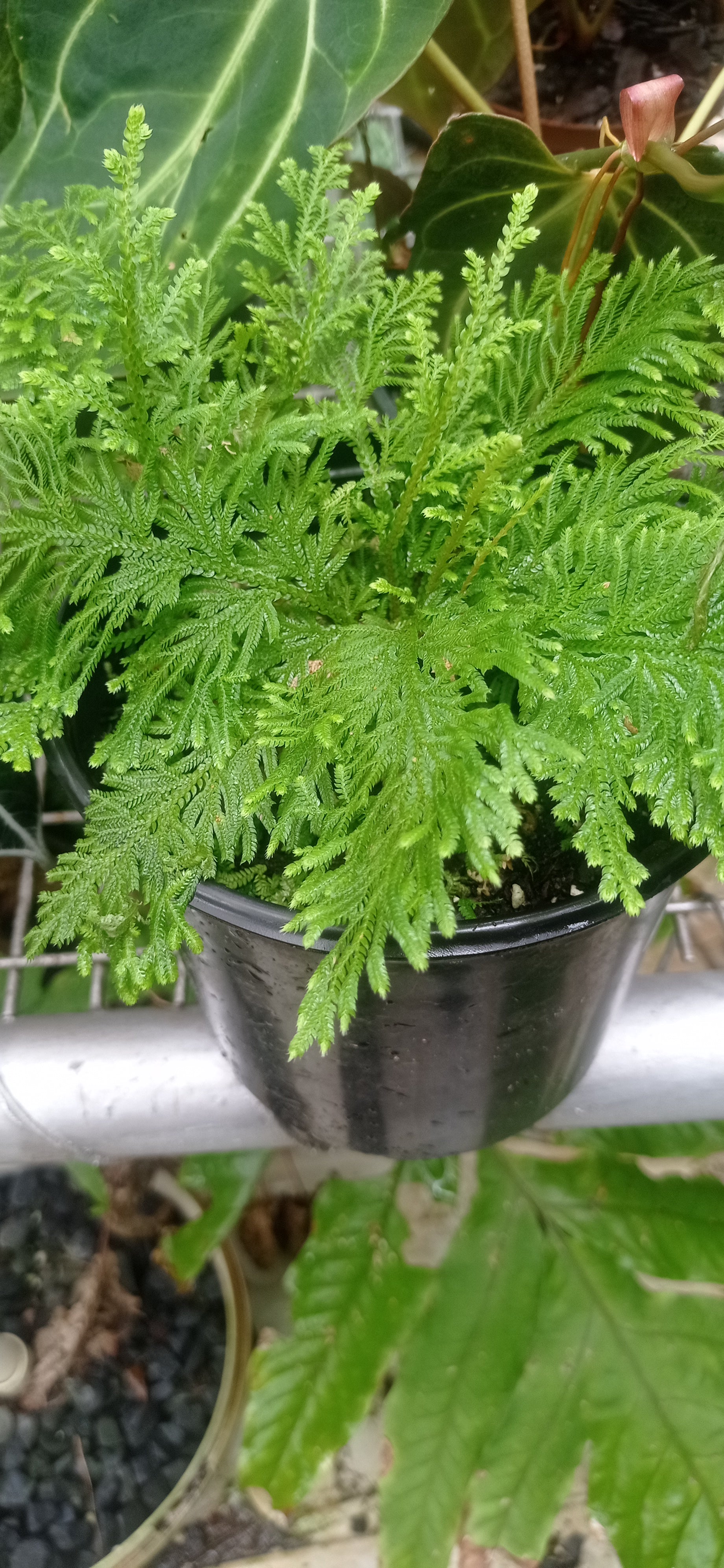 Selaginella lepldophylla ( fern)