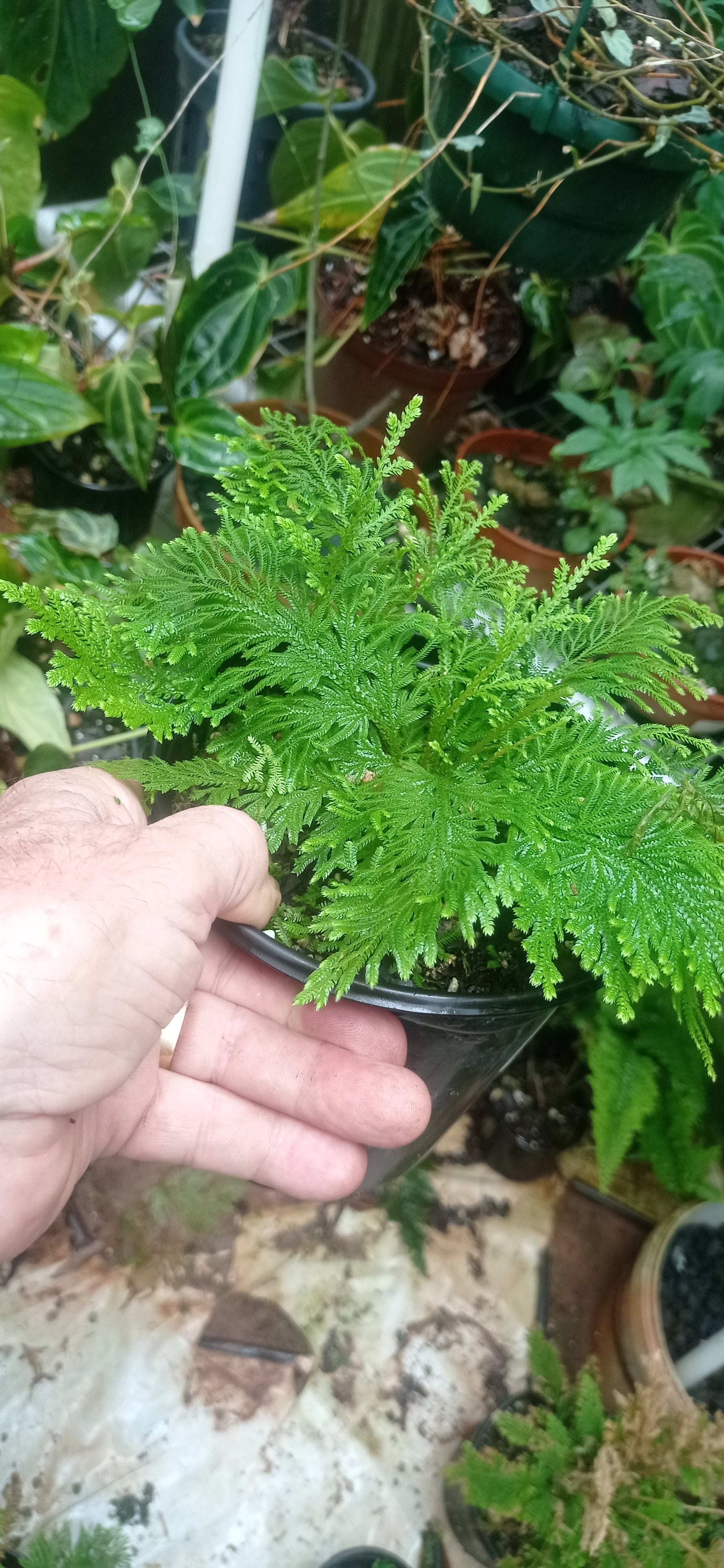 Selaginella lepldophylla ( fern)