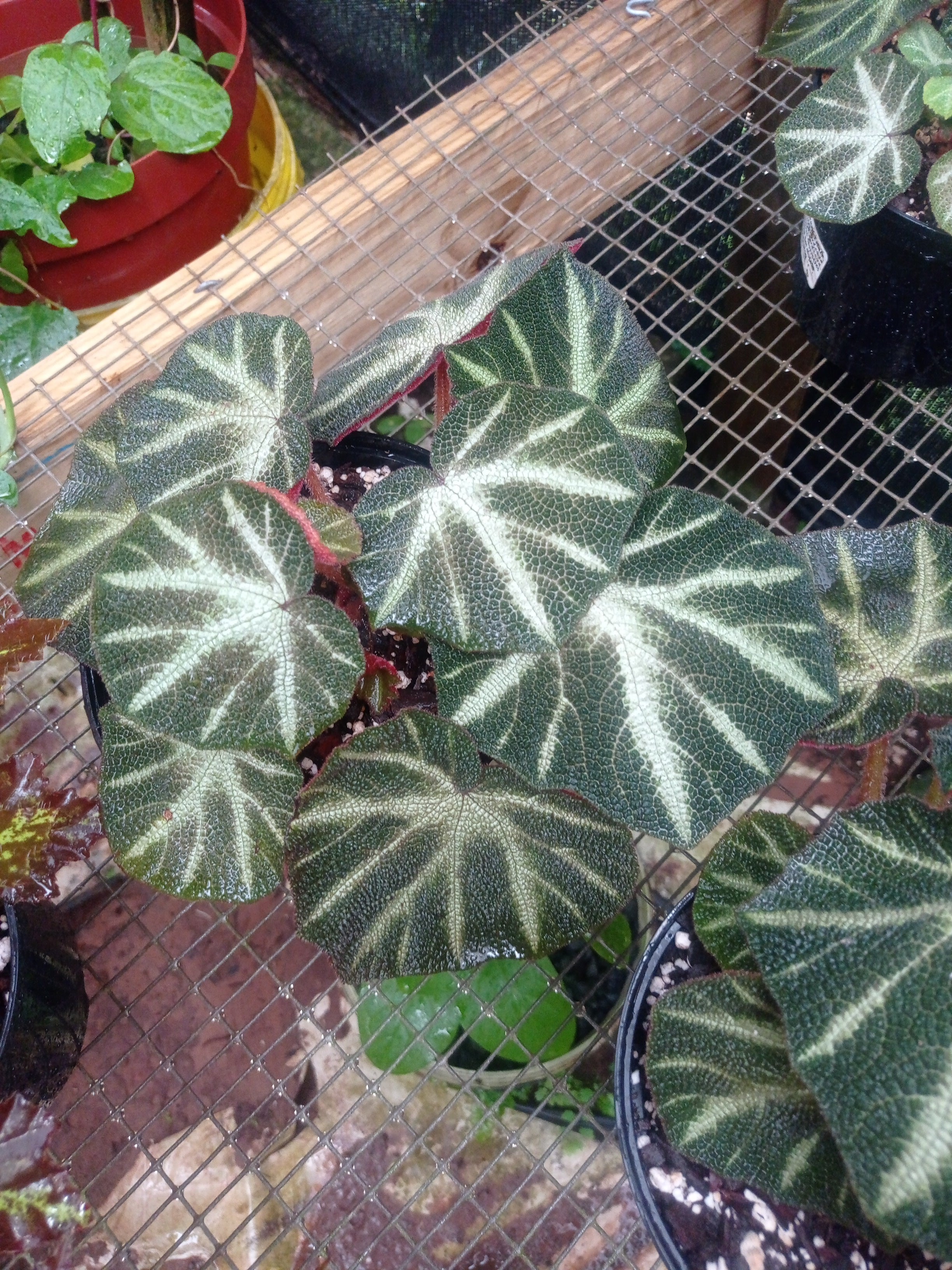 Begonia sol mutata (Sun changing begonia)