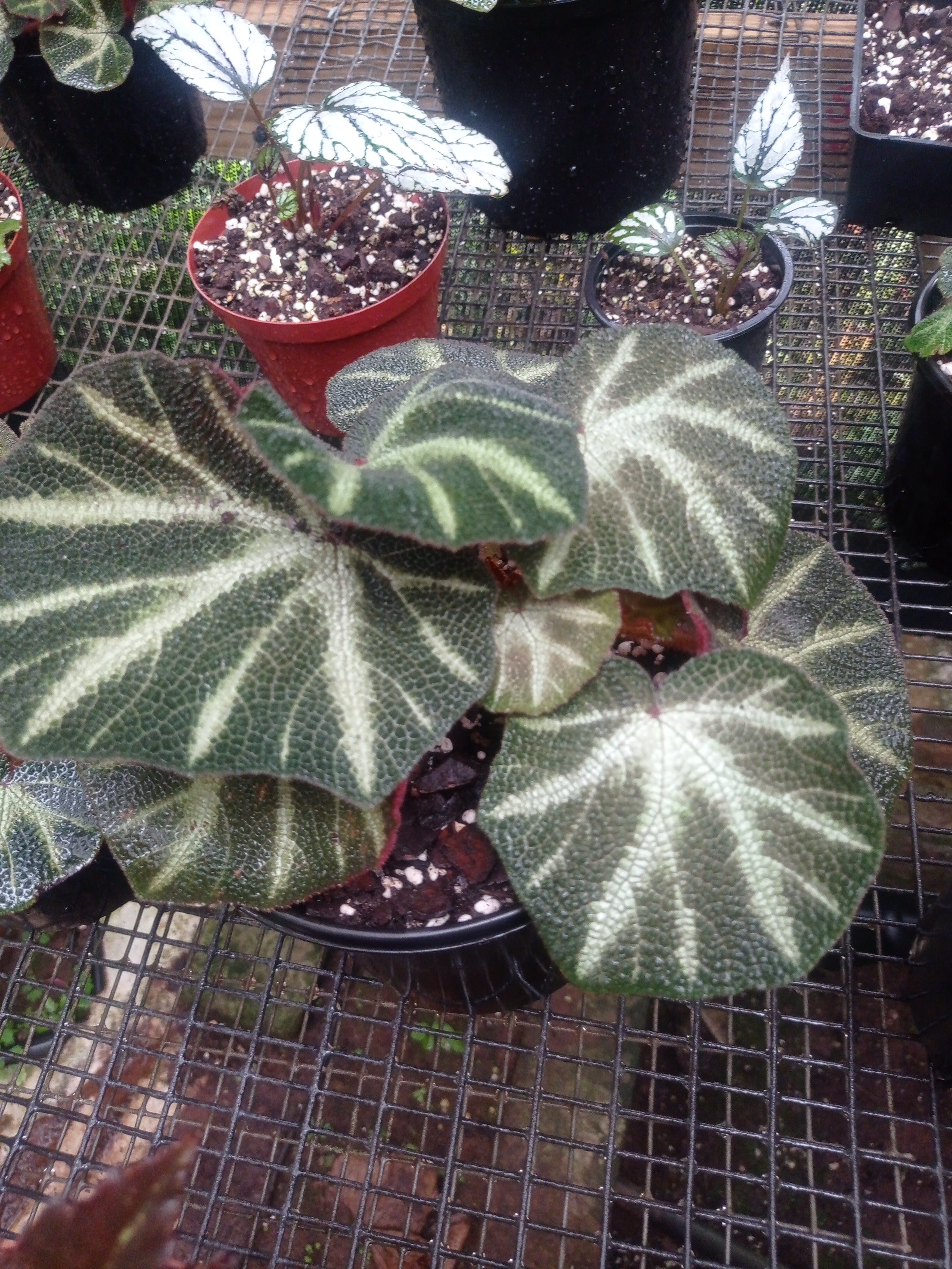 Begonia sol mutata (Sun changing begonia)