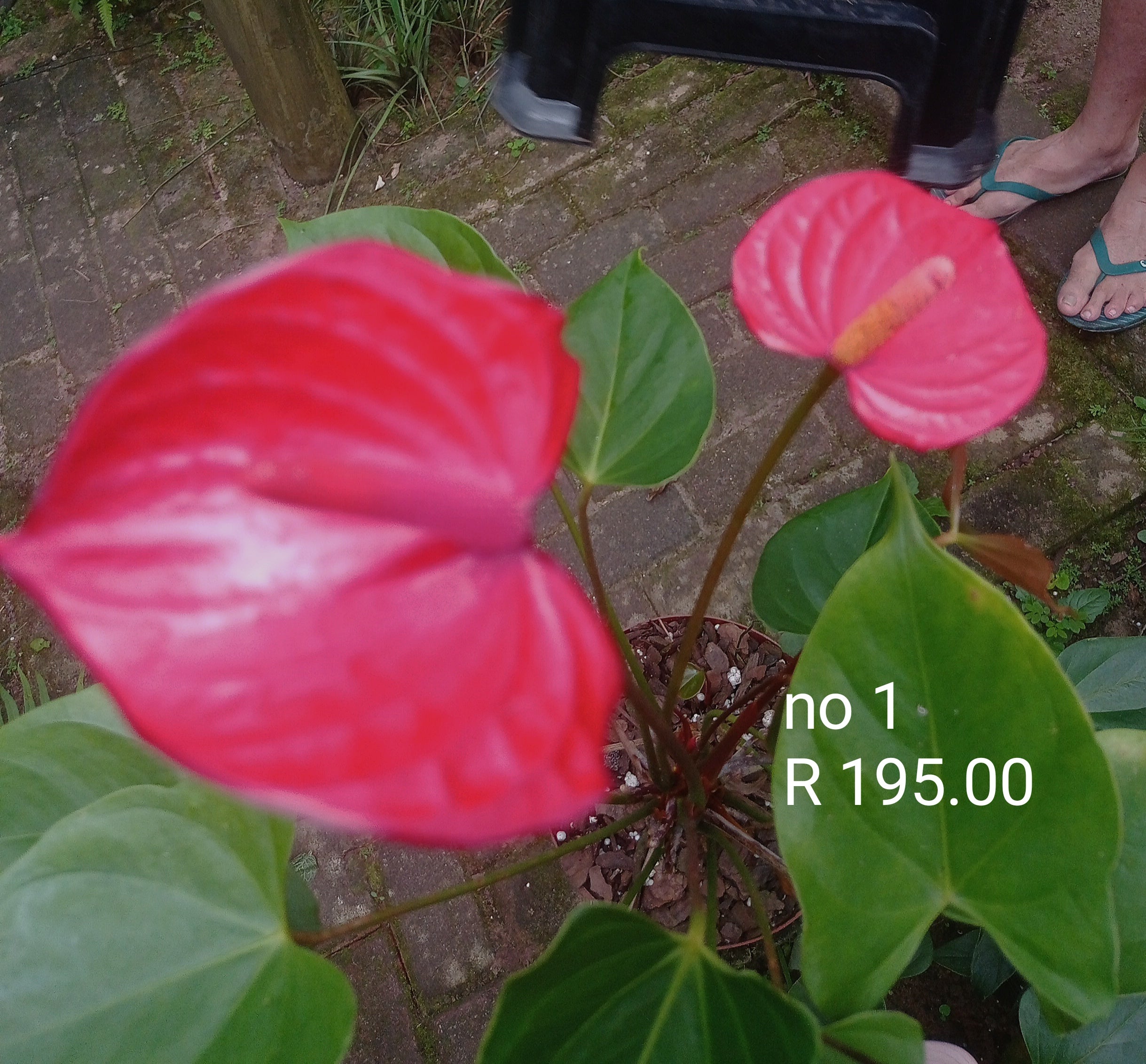 Anthurium  No 1