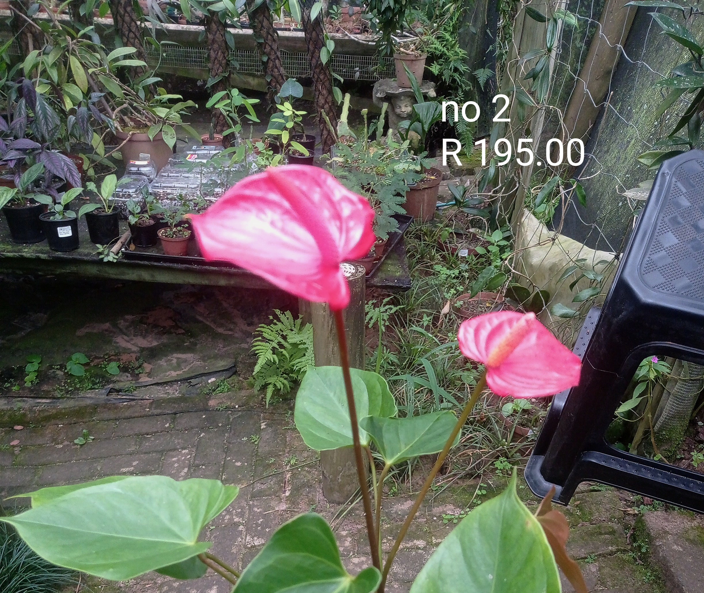 Anthurium No 2