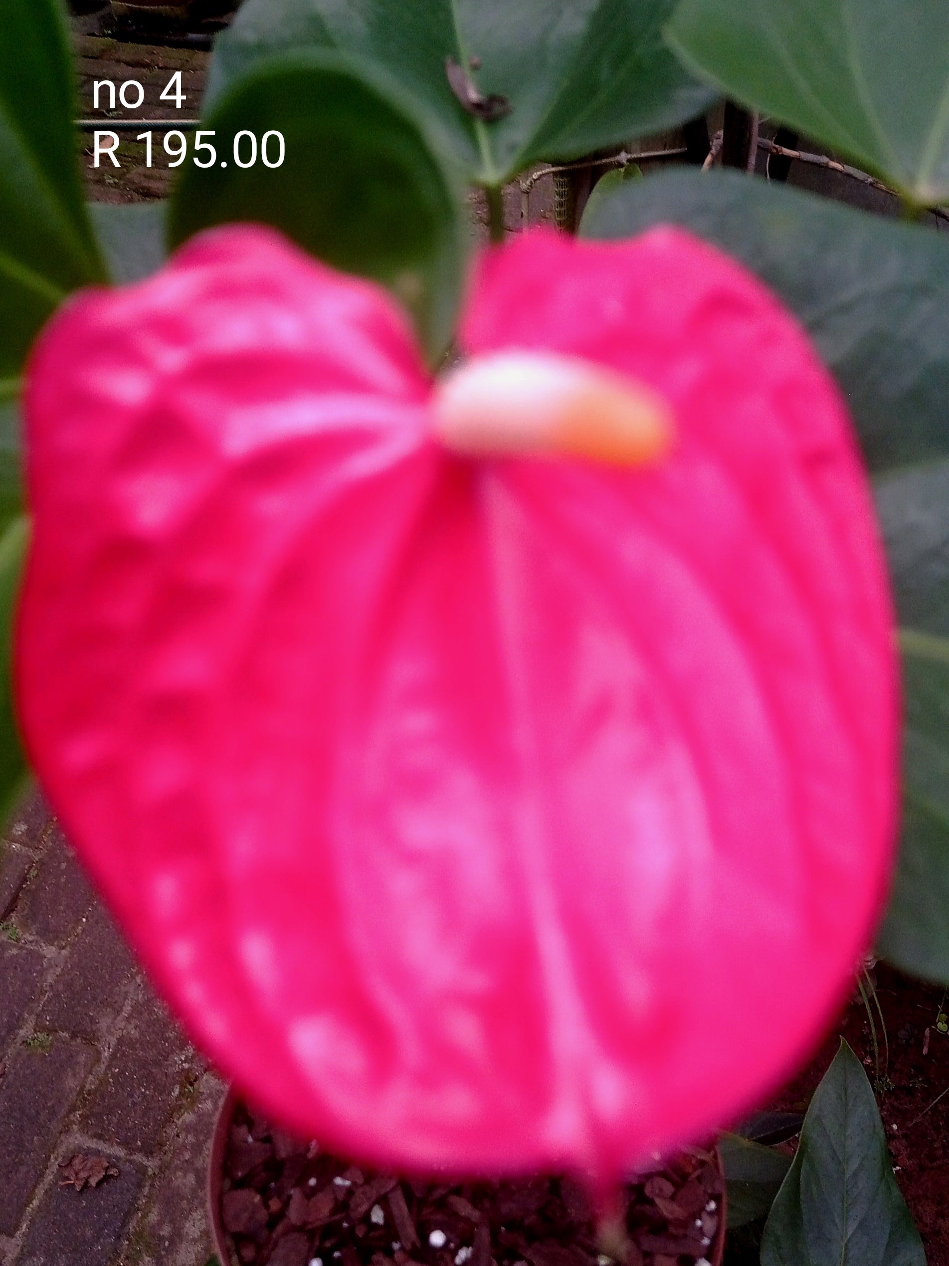 Anthurium No 4