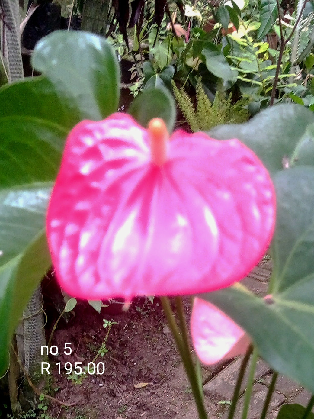 Anthurium No 5