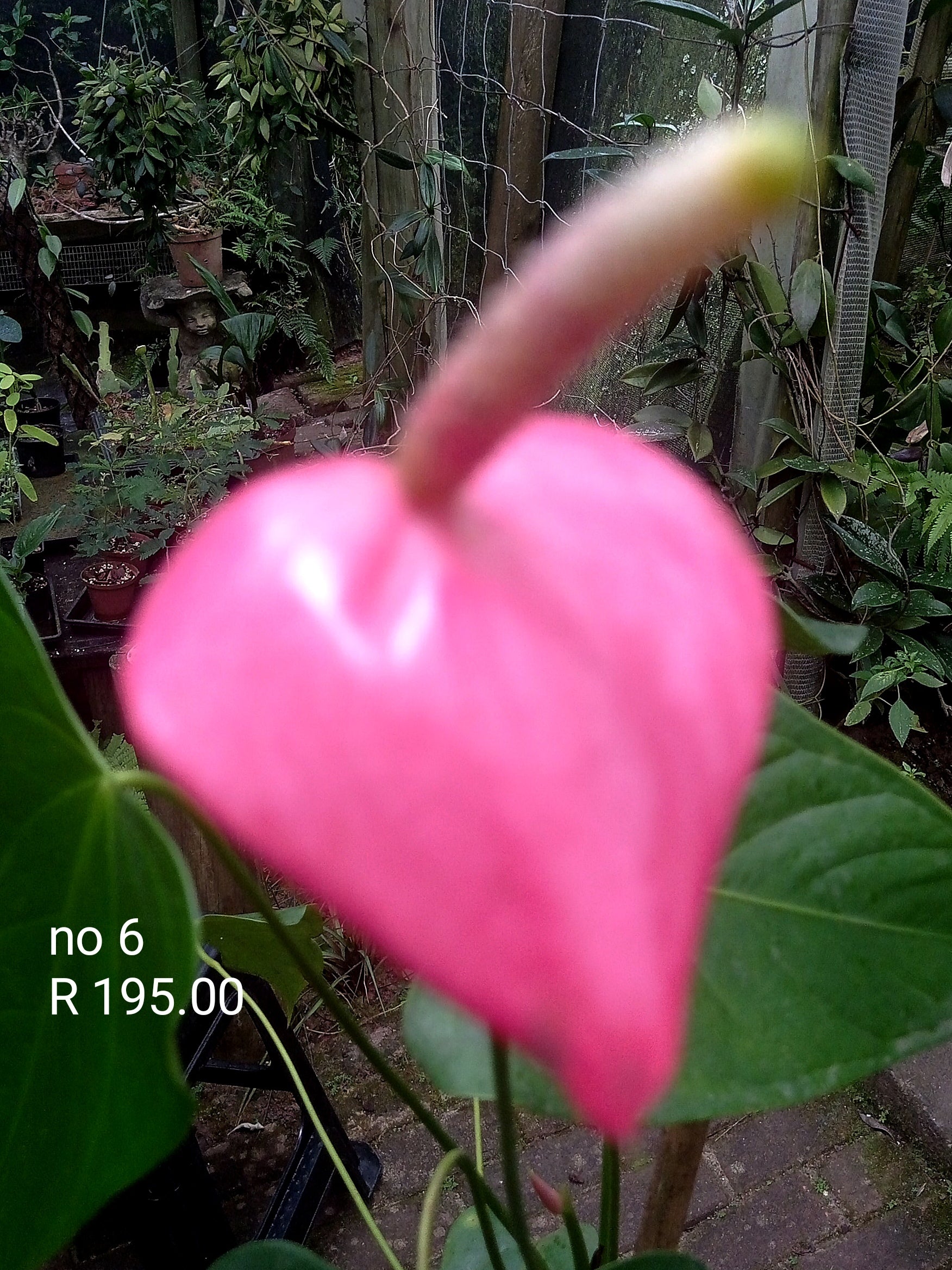 Anthurium No 6