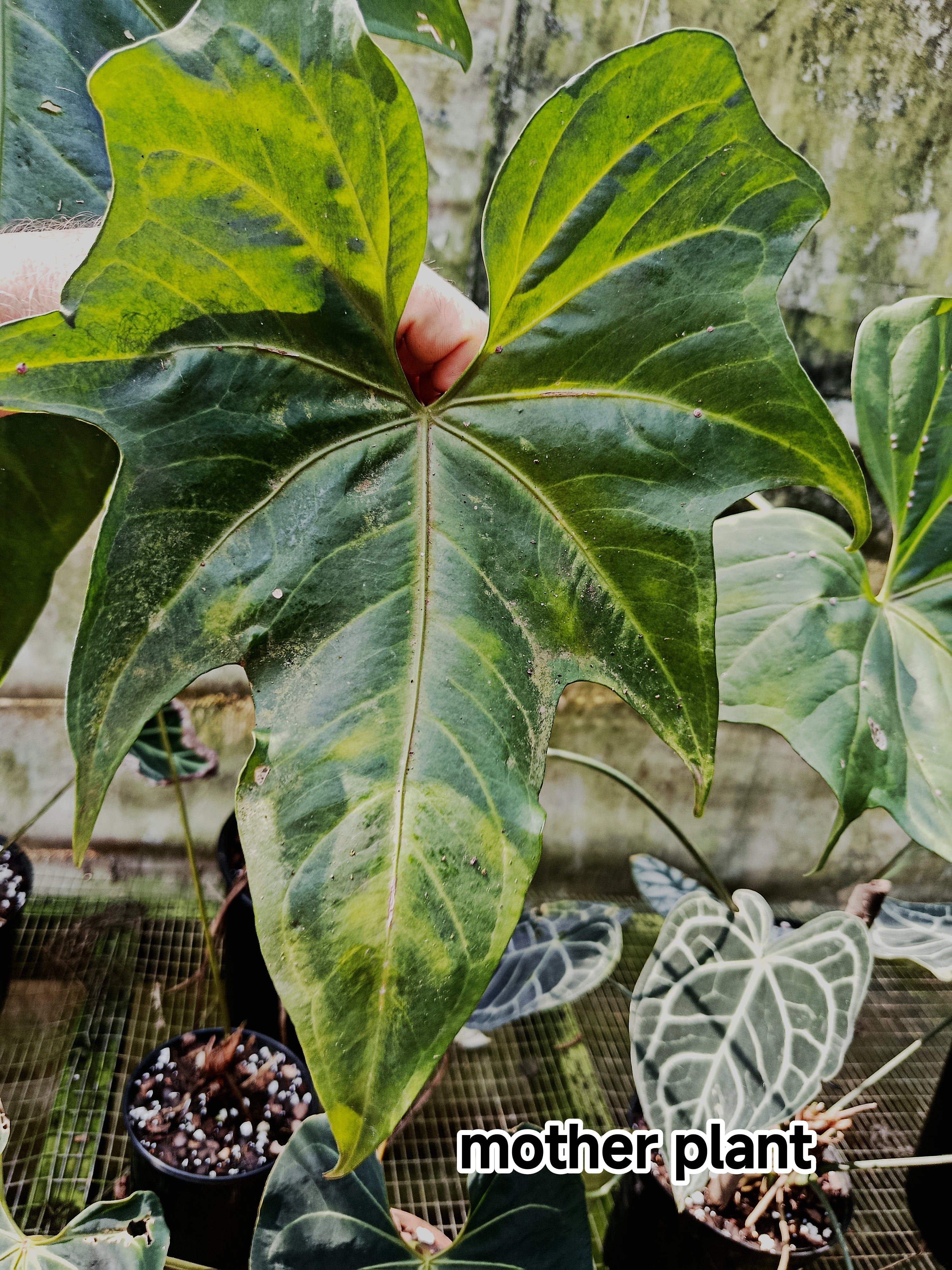Anthurium macroloblium ( A.Claarinerium x A. pedatoradiatum )
