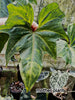 Anthurium macroloblium ( A.Claarinerium x A. pedatoradiatum )