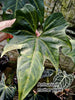 Anthurium macroloblium ( A.Claarinerium x A. pedatoradiatum )