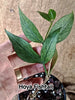 Hoya Fishtail