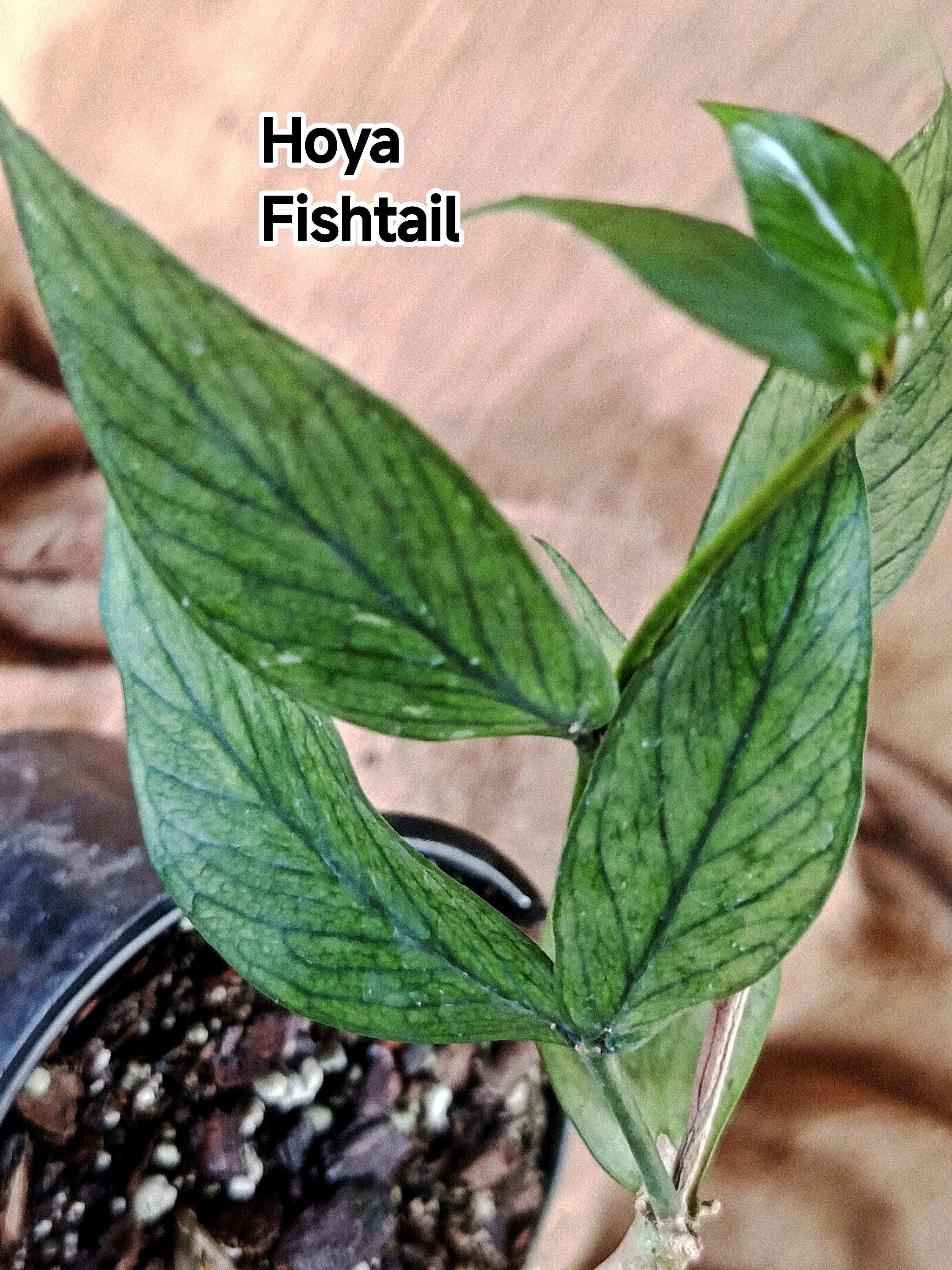 Hoya Fishtail