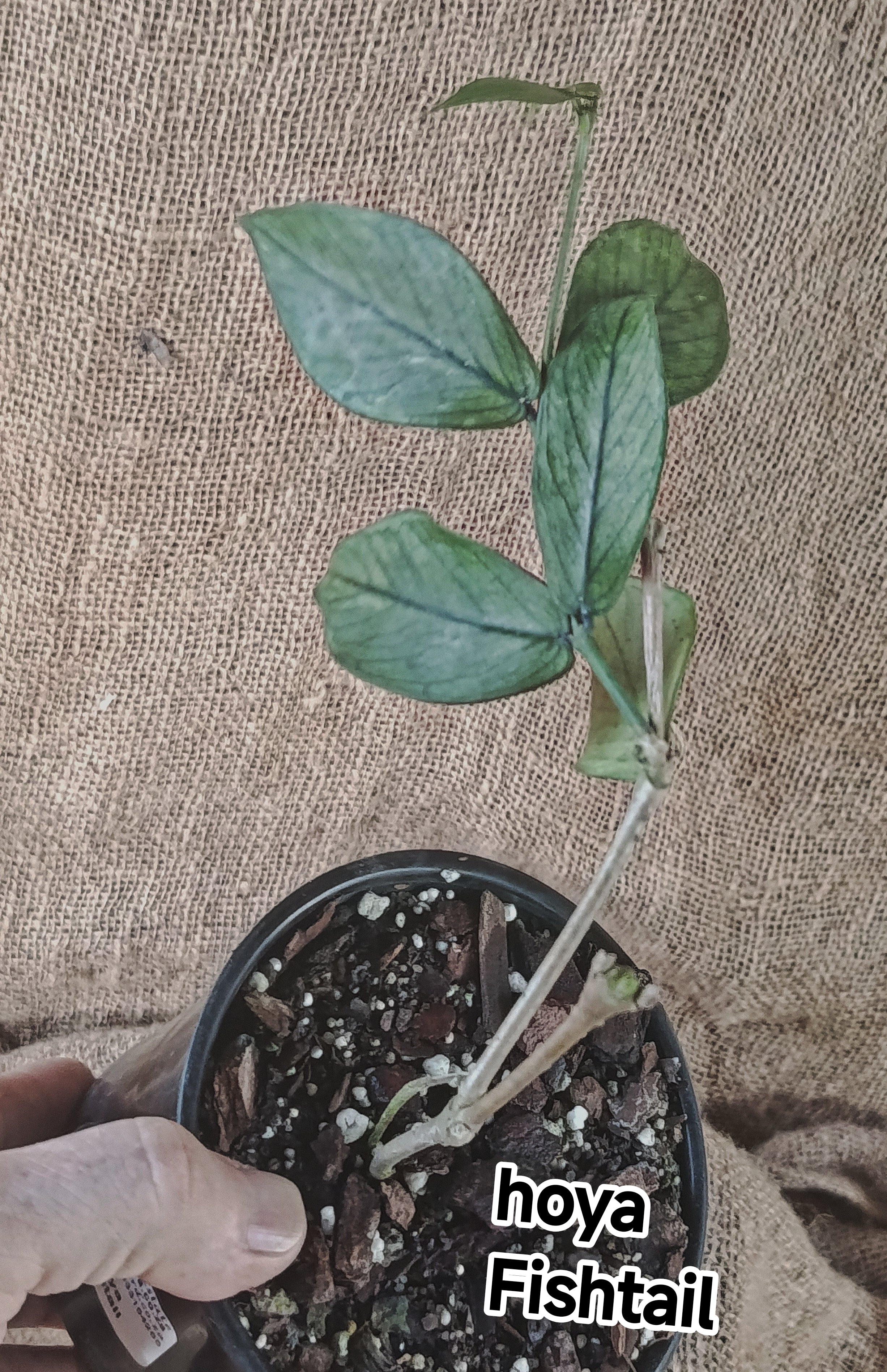 Hoya Fishtail