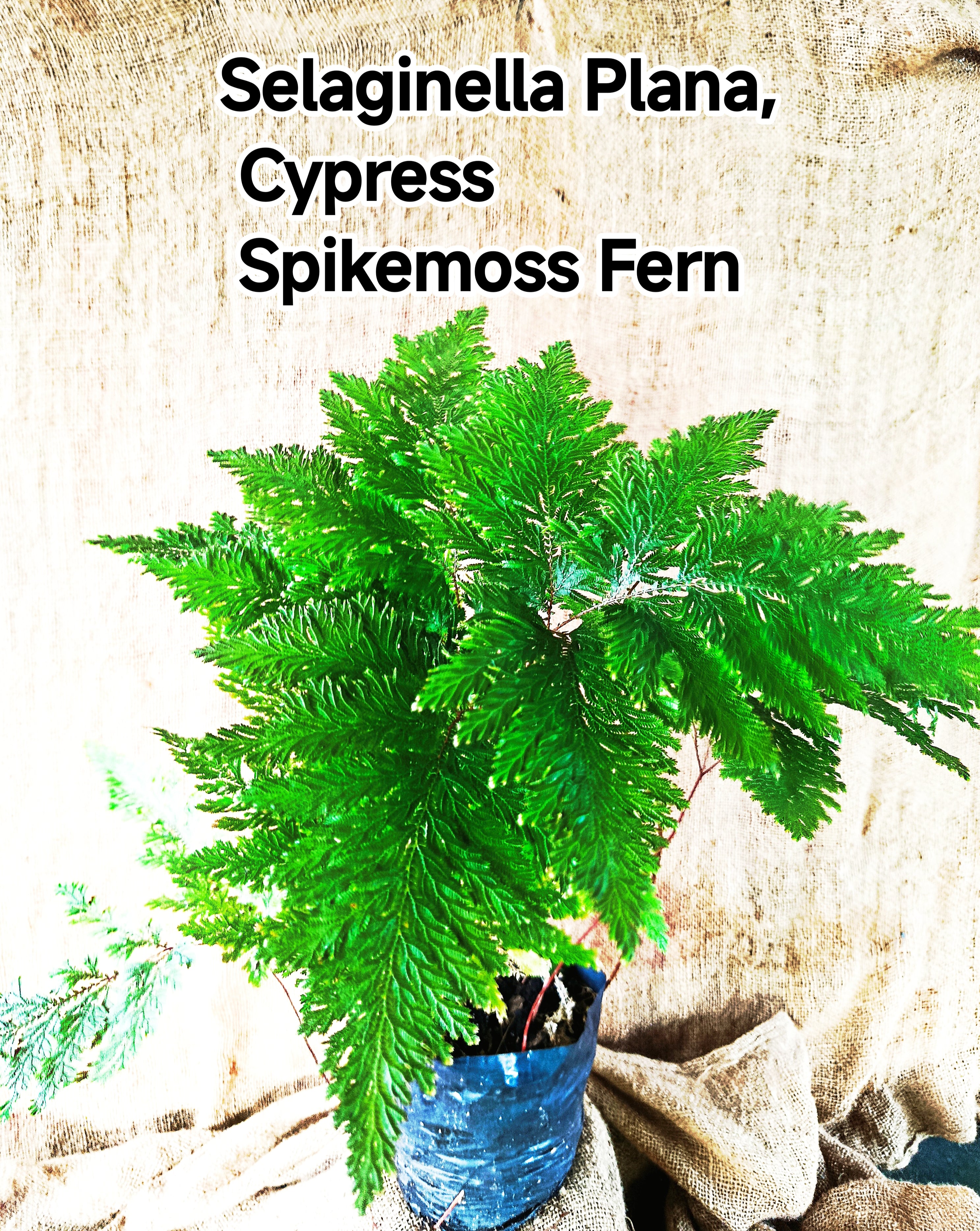selaginella plana cypress spike moss fern