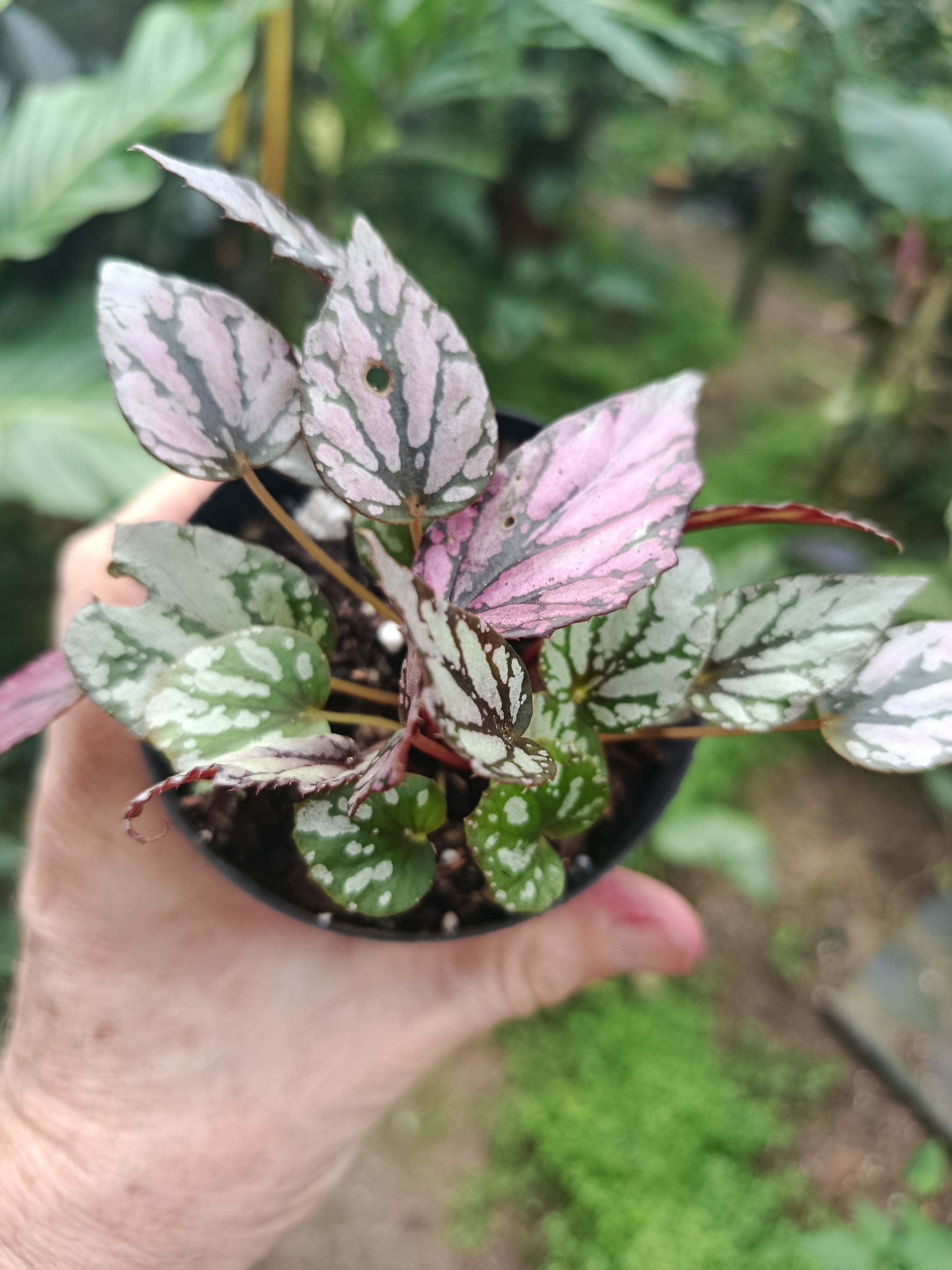 Begonia Rex Hugh Mclanghlin