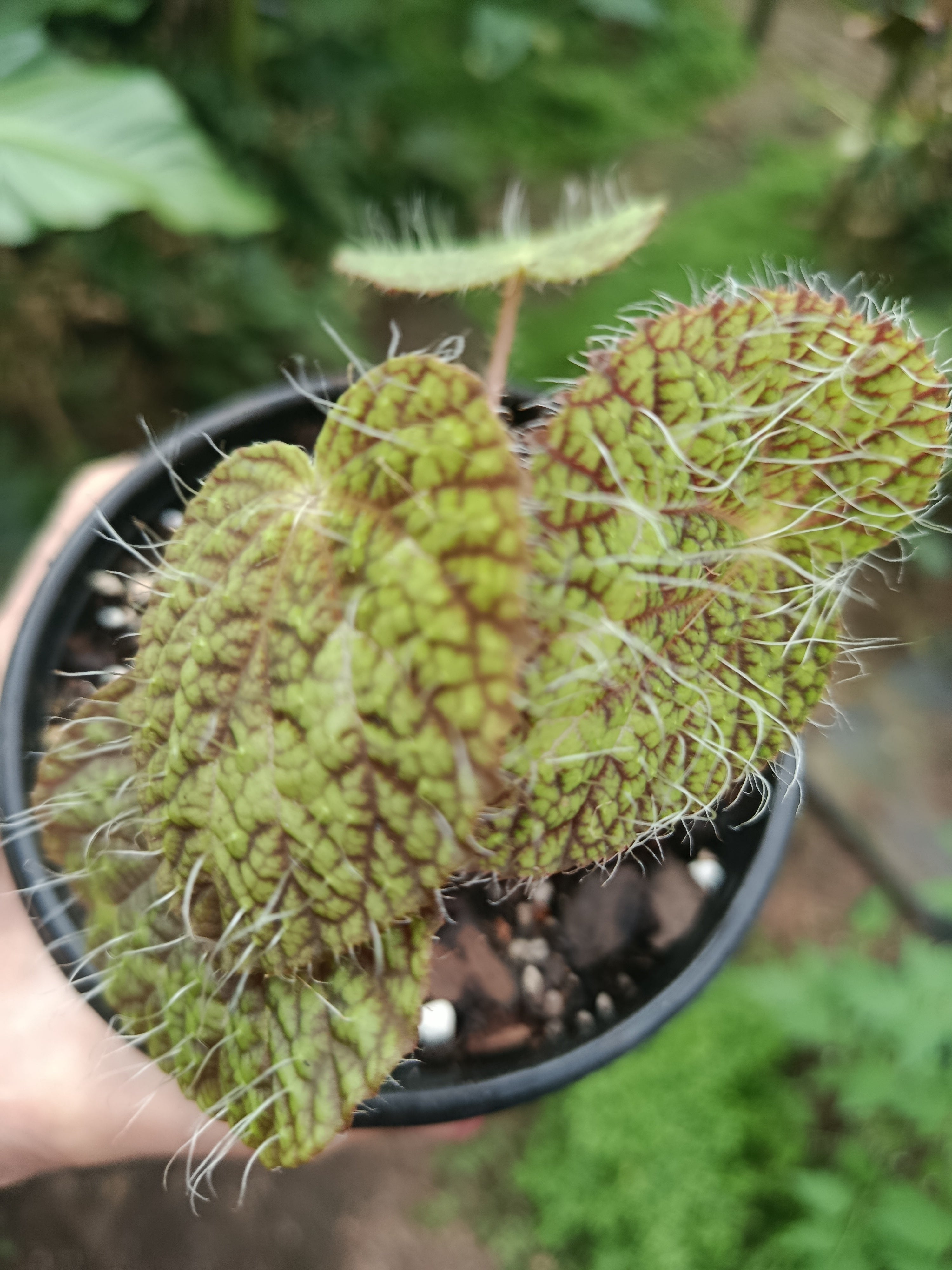 Begonia sizemoreae ( hairy Begonia)