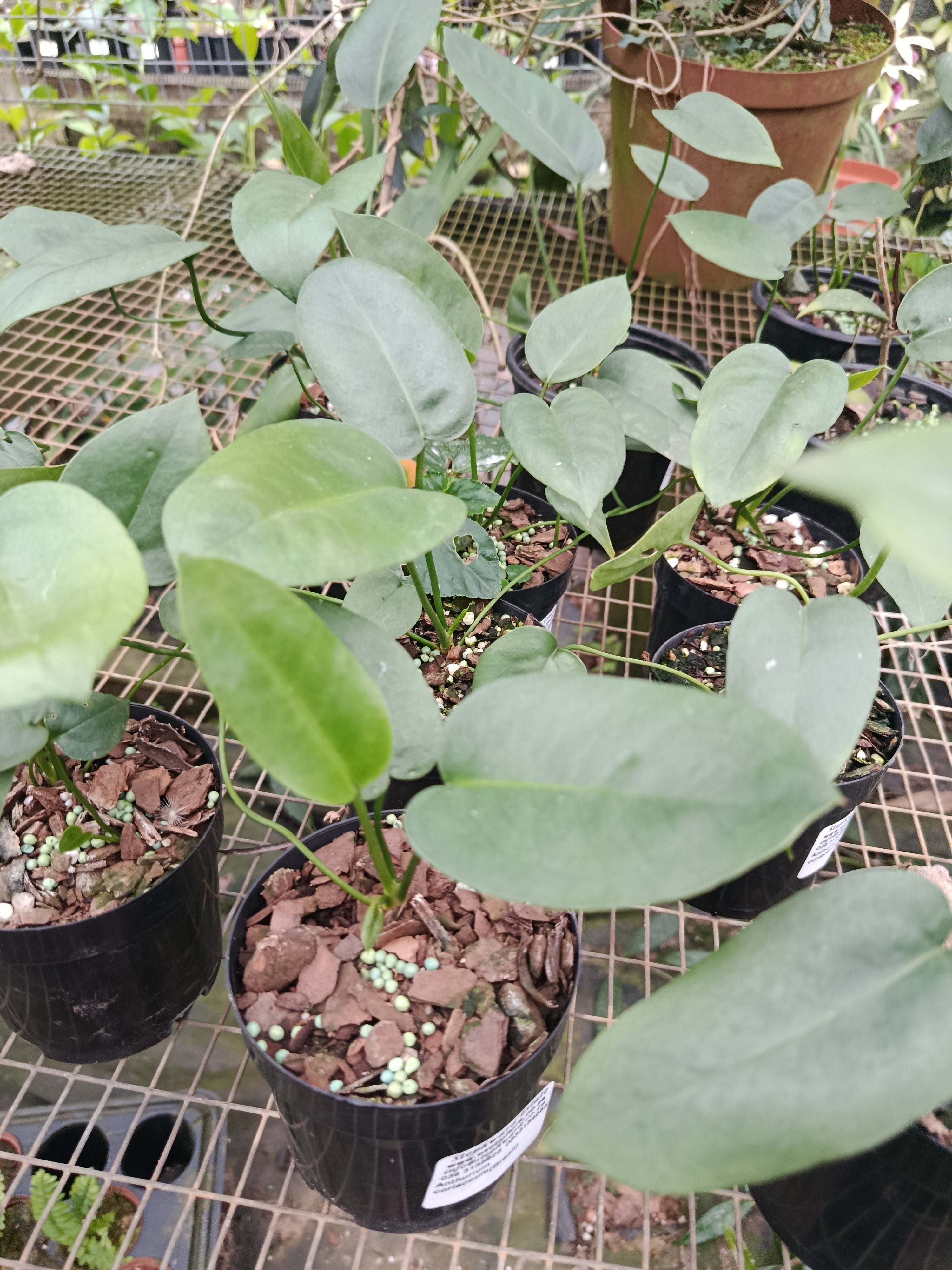Anthurium Coriaceum