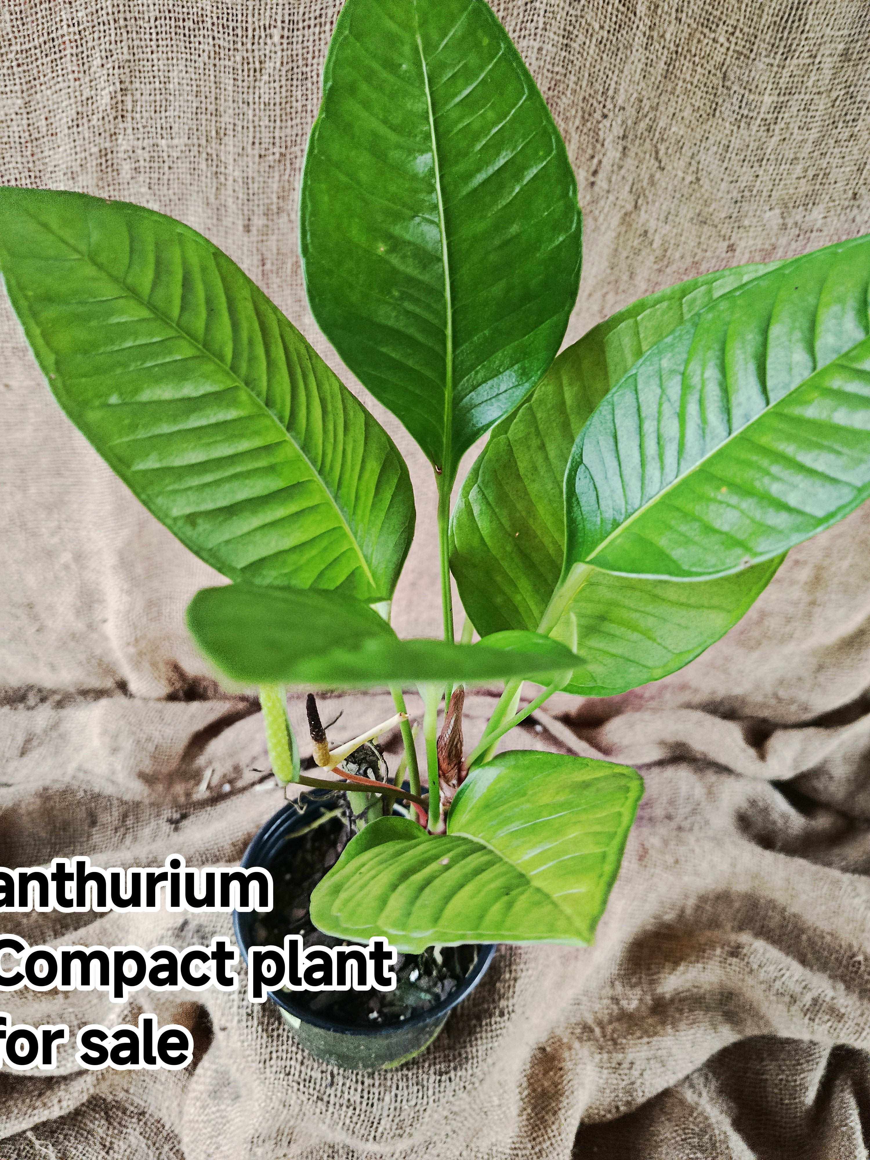 anthurium plants for sale south africa Anthurium compact – Exotic Flora