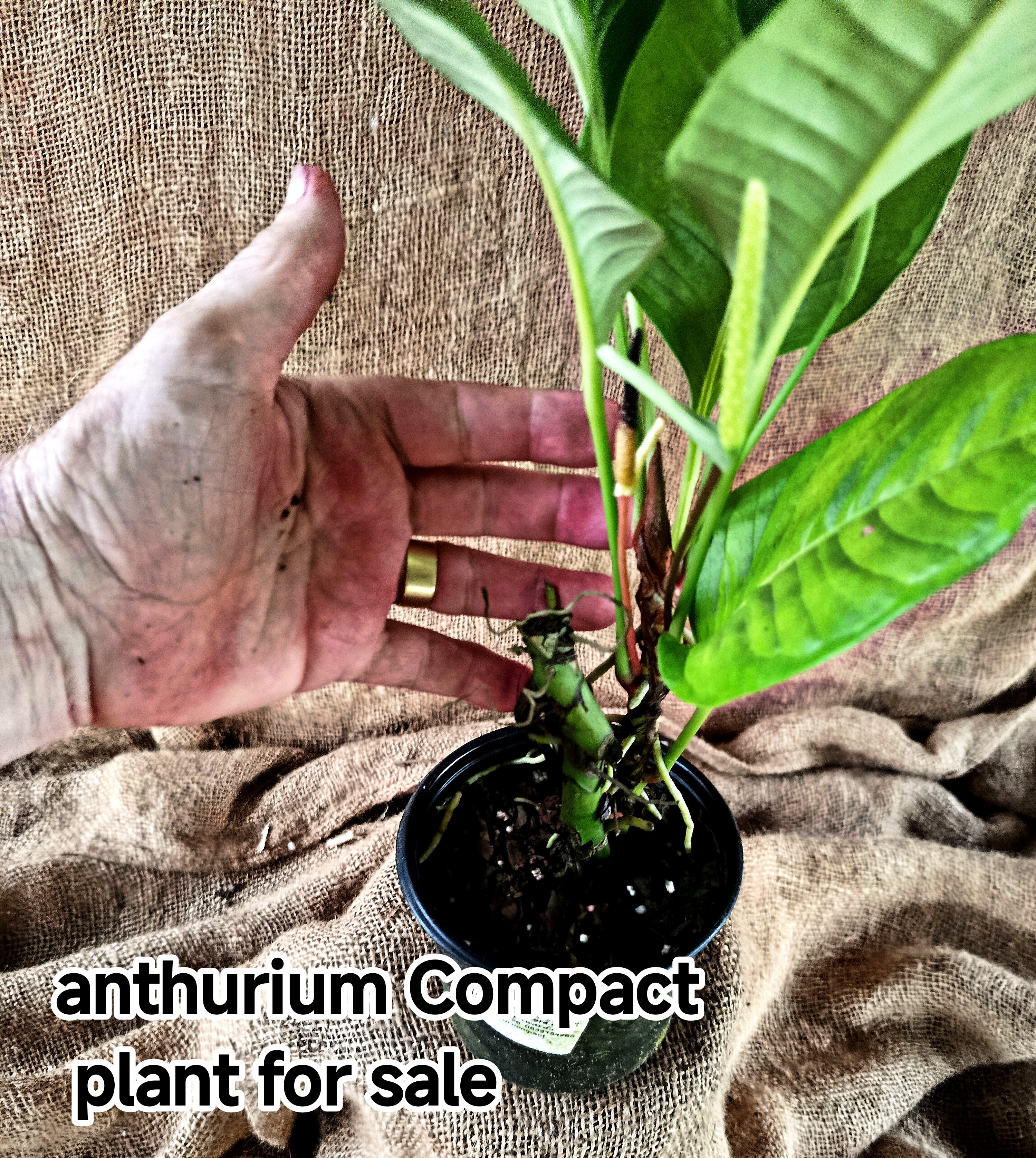 anthurium compactum Anthurium compact – Exotic Flora