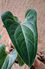 Anthurium cordatum