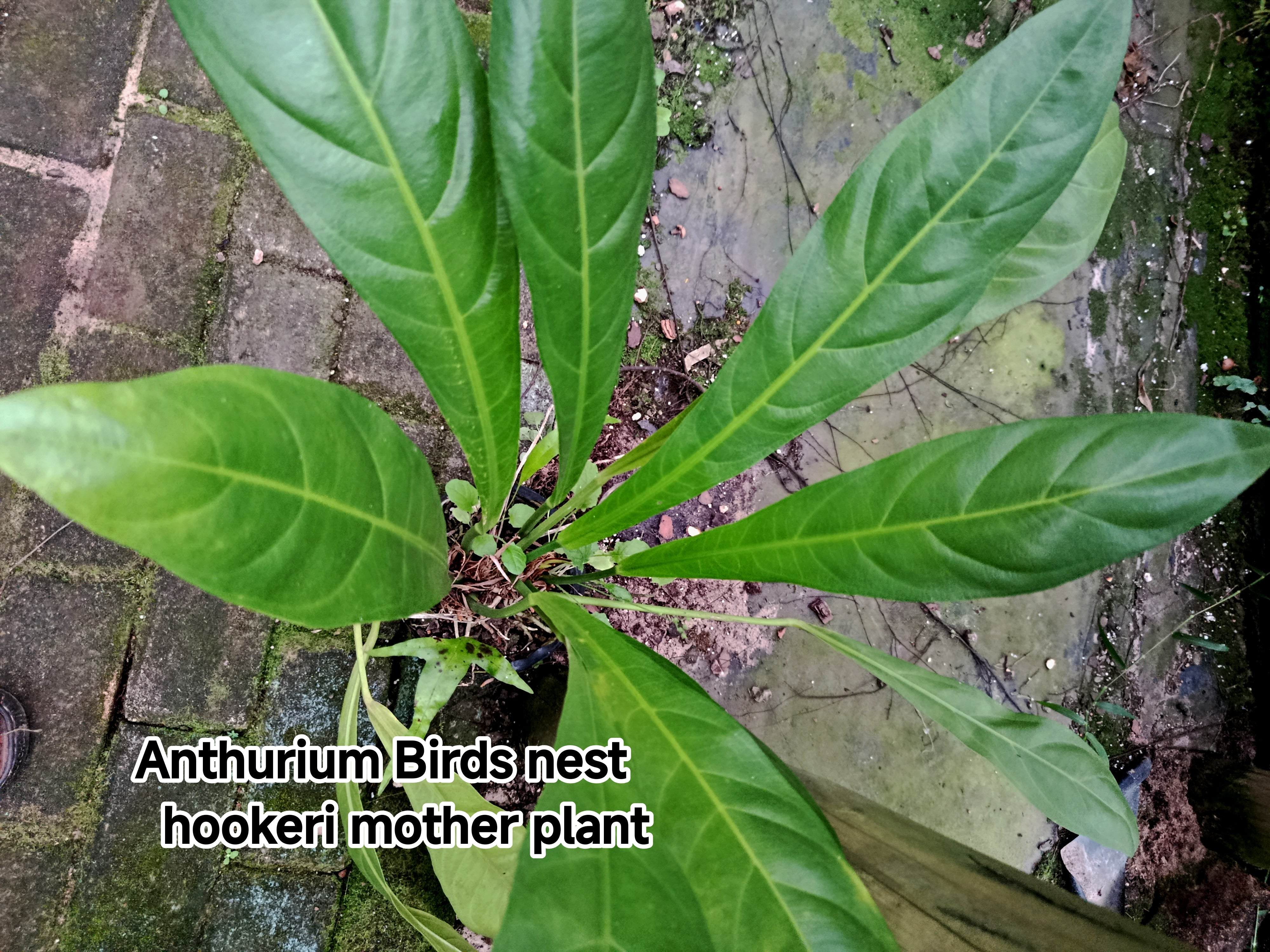 Anthurium Birds nest hookeri young plants