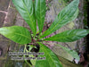 Anthurium Birds nest hookeri young plants