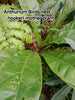 Anthurium Birds nest hookeri young plants