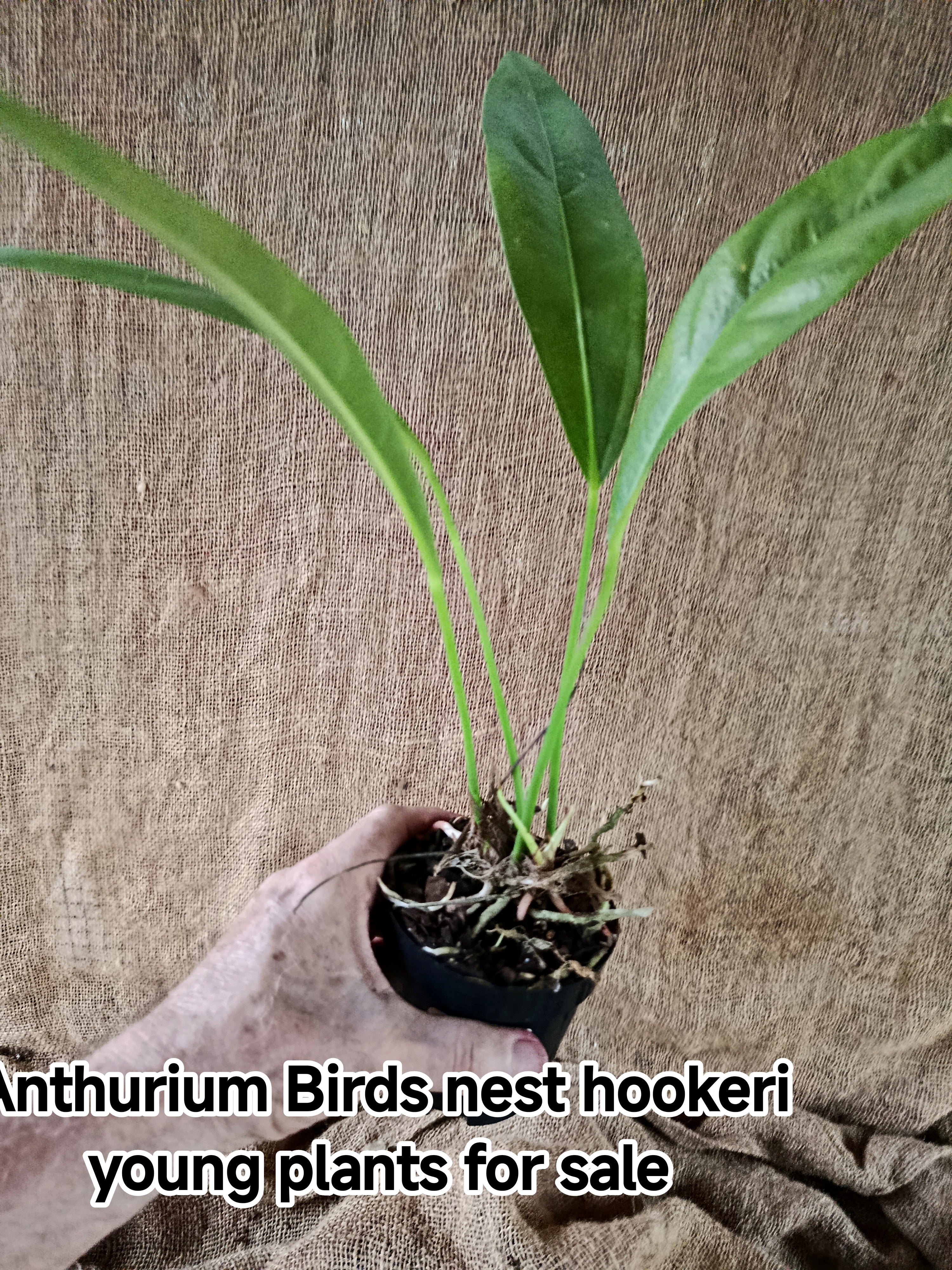 Anthurium Birds nest hookeri young plants