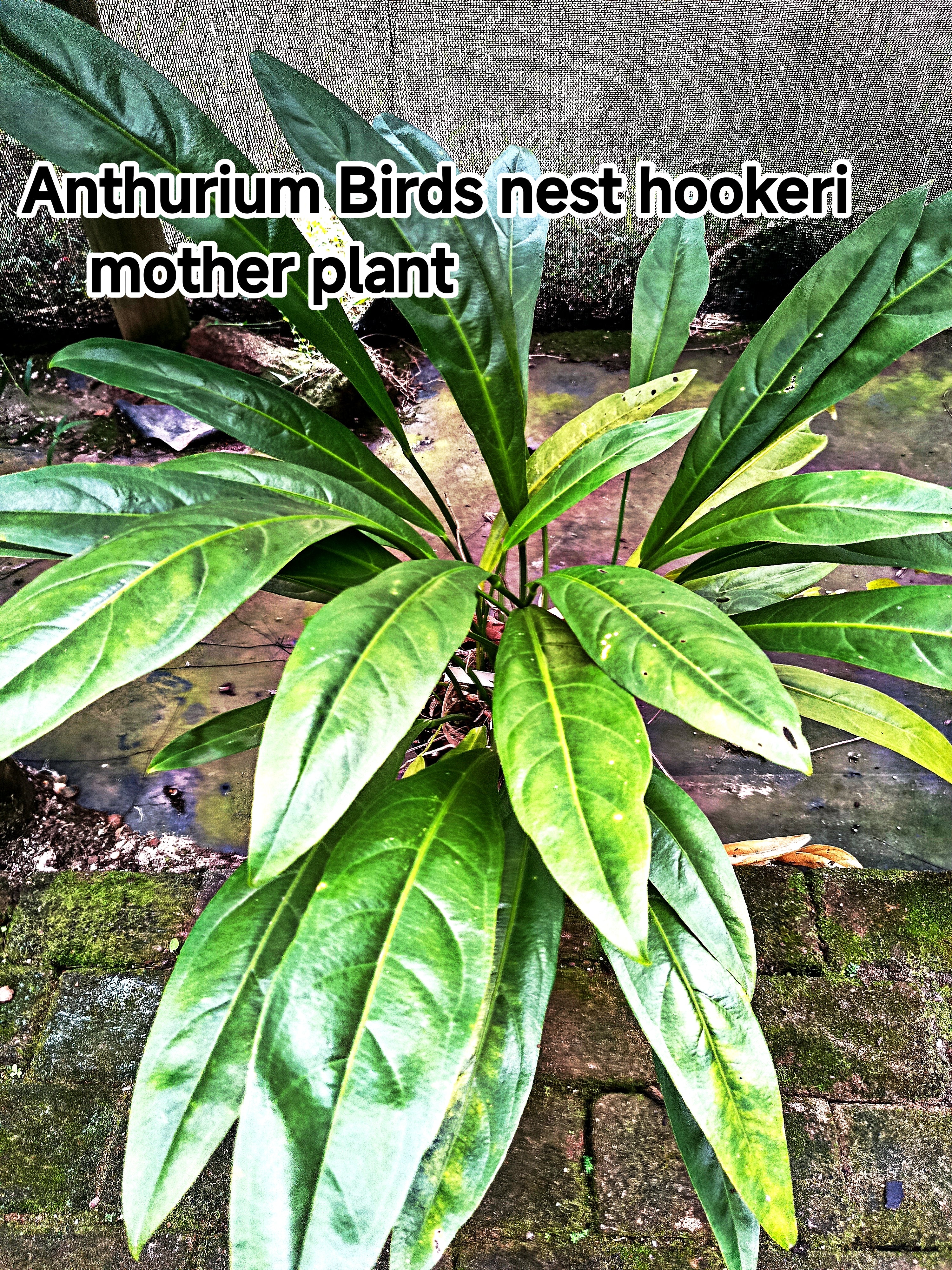 Anthurium Birds nest hookeri young plants