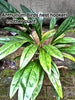 Anthurium Birds nest hookeri young plants