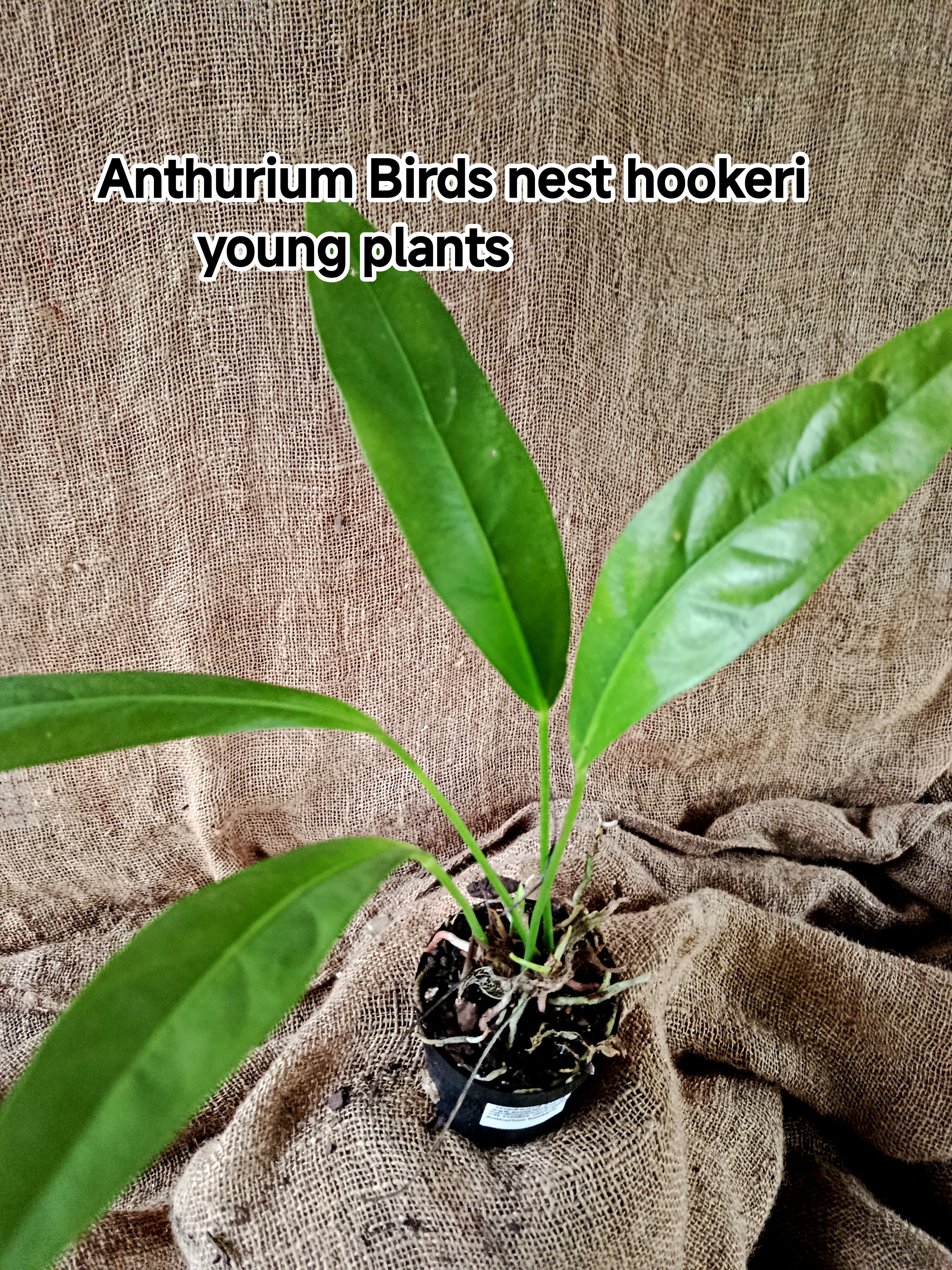 birds nest anthurium price Anthurium Birds nest hookeri young plants – Exotic Flora