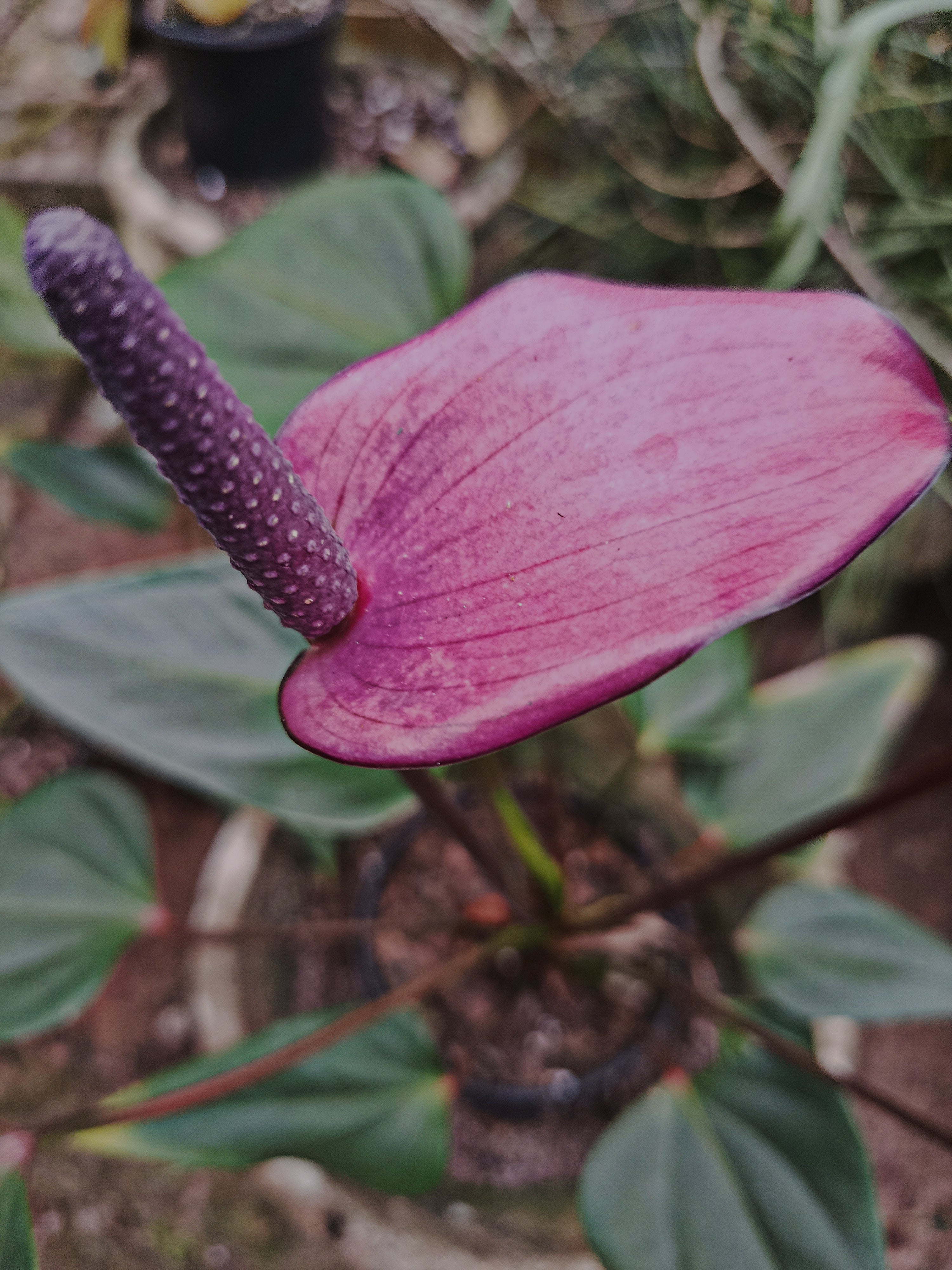 anthurium lilacinum Anthurium Lilac – Exotic Flora