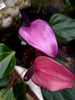 Anthurium Lilac