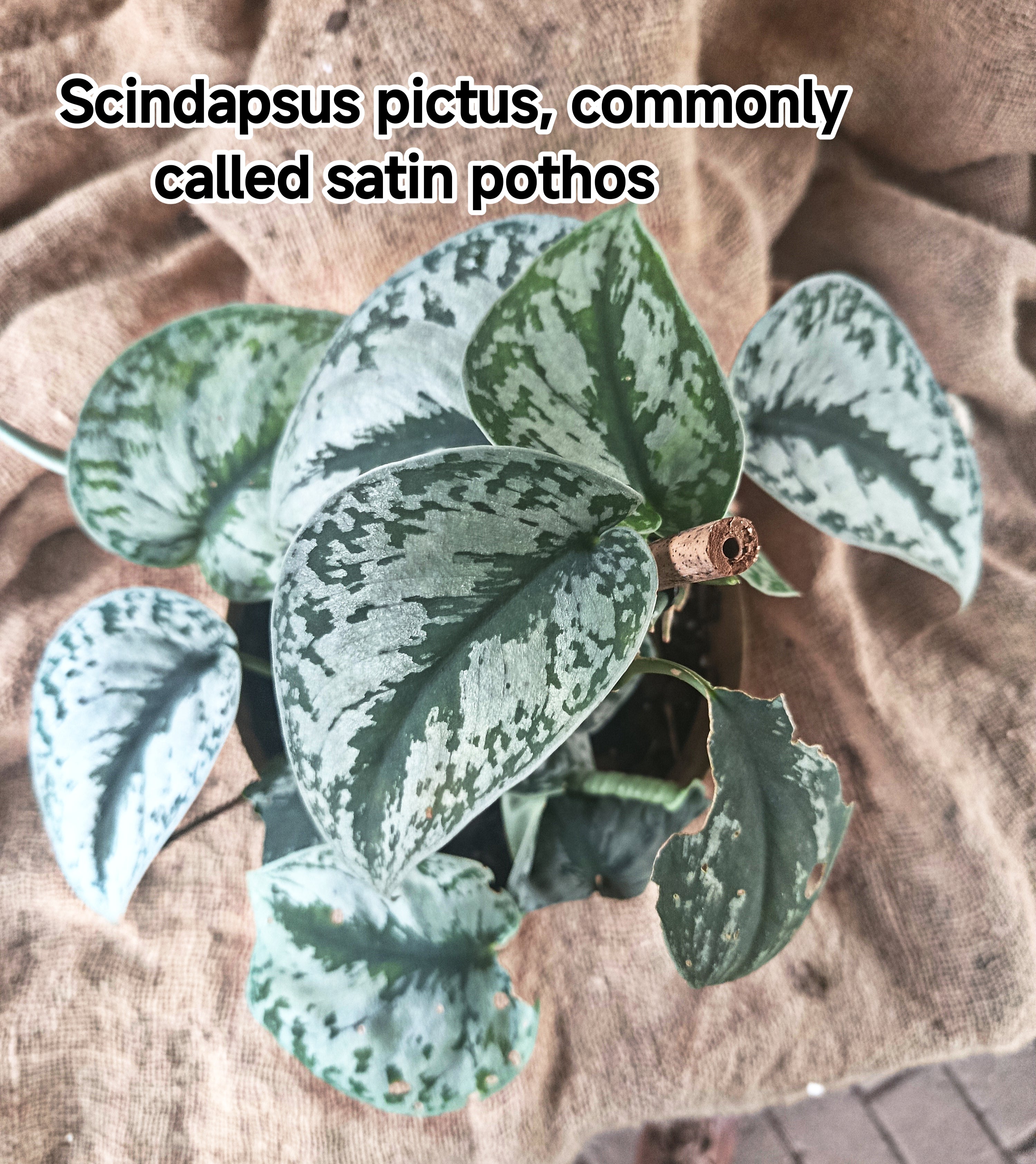 Scindapsus pictus, commonly called satin pothos