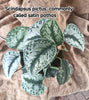 Scindapsus pictus, commonly called satin pothos