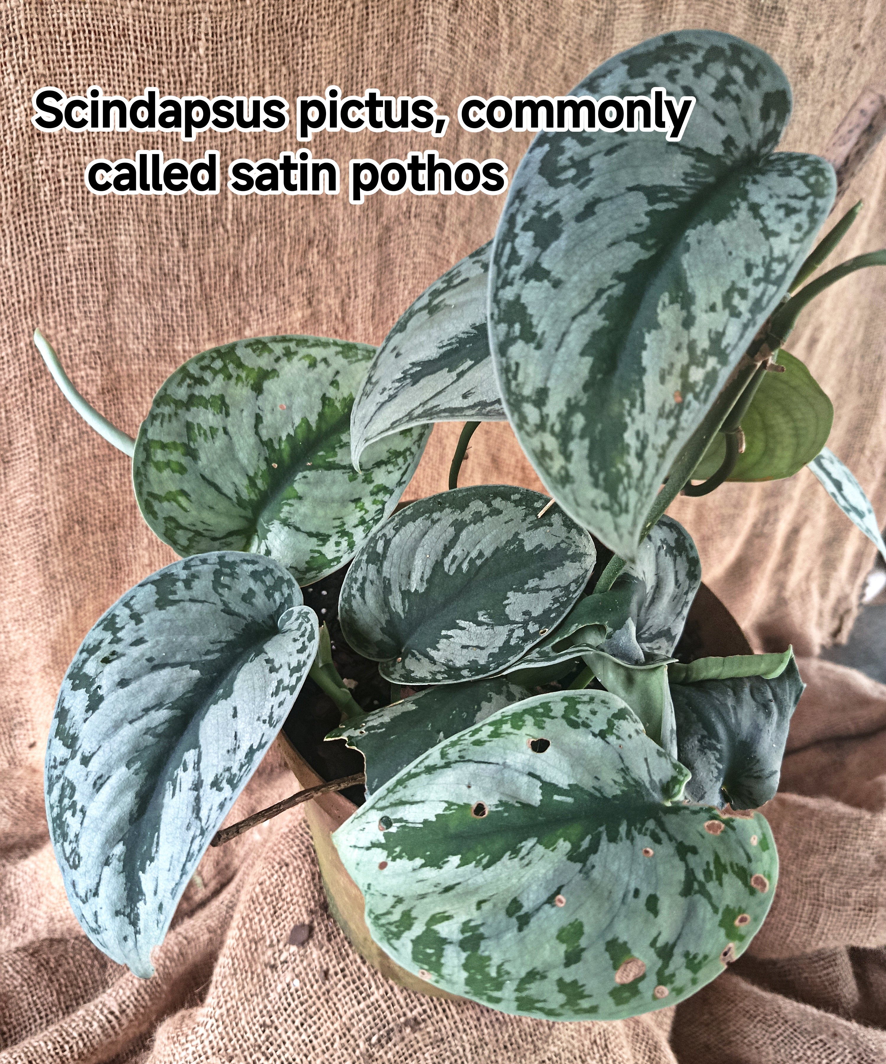 Scindapsus pictus, commonly called satin pothos
