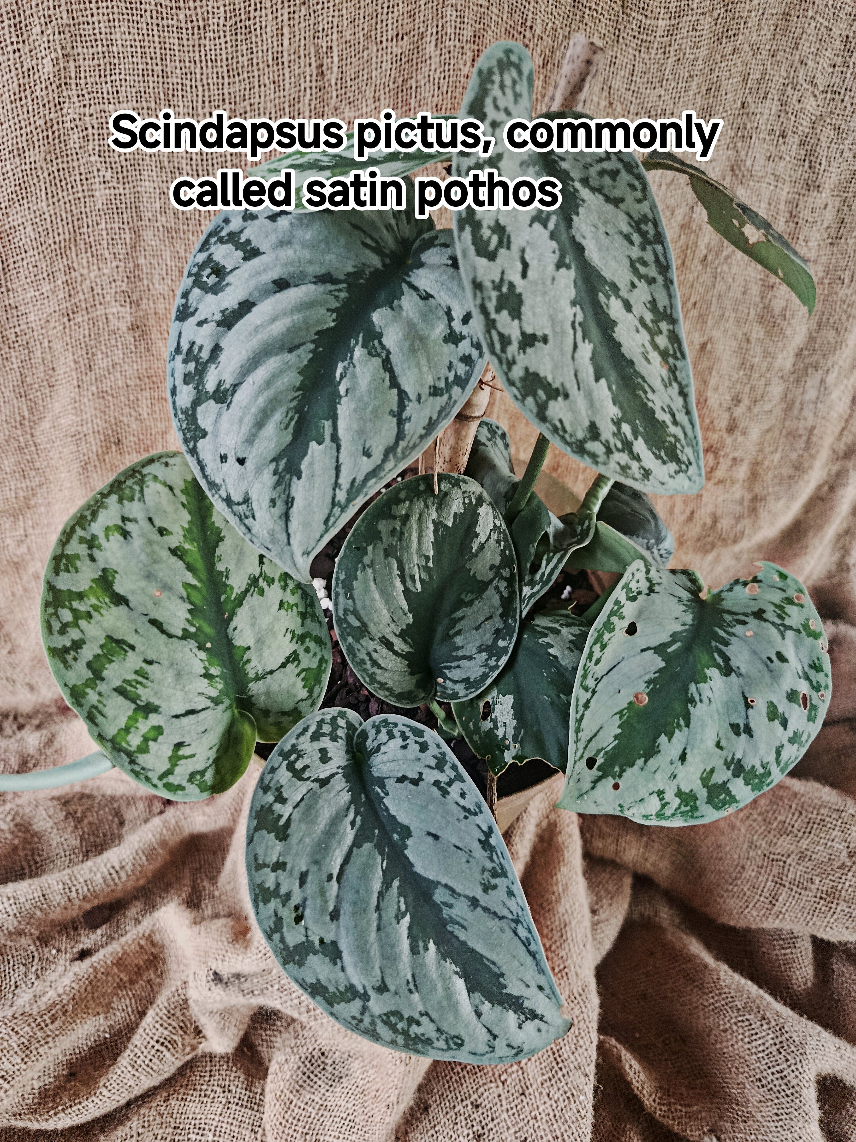 Scindapsus pictus, commonly called satin pothos