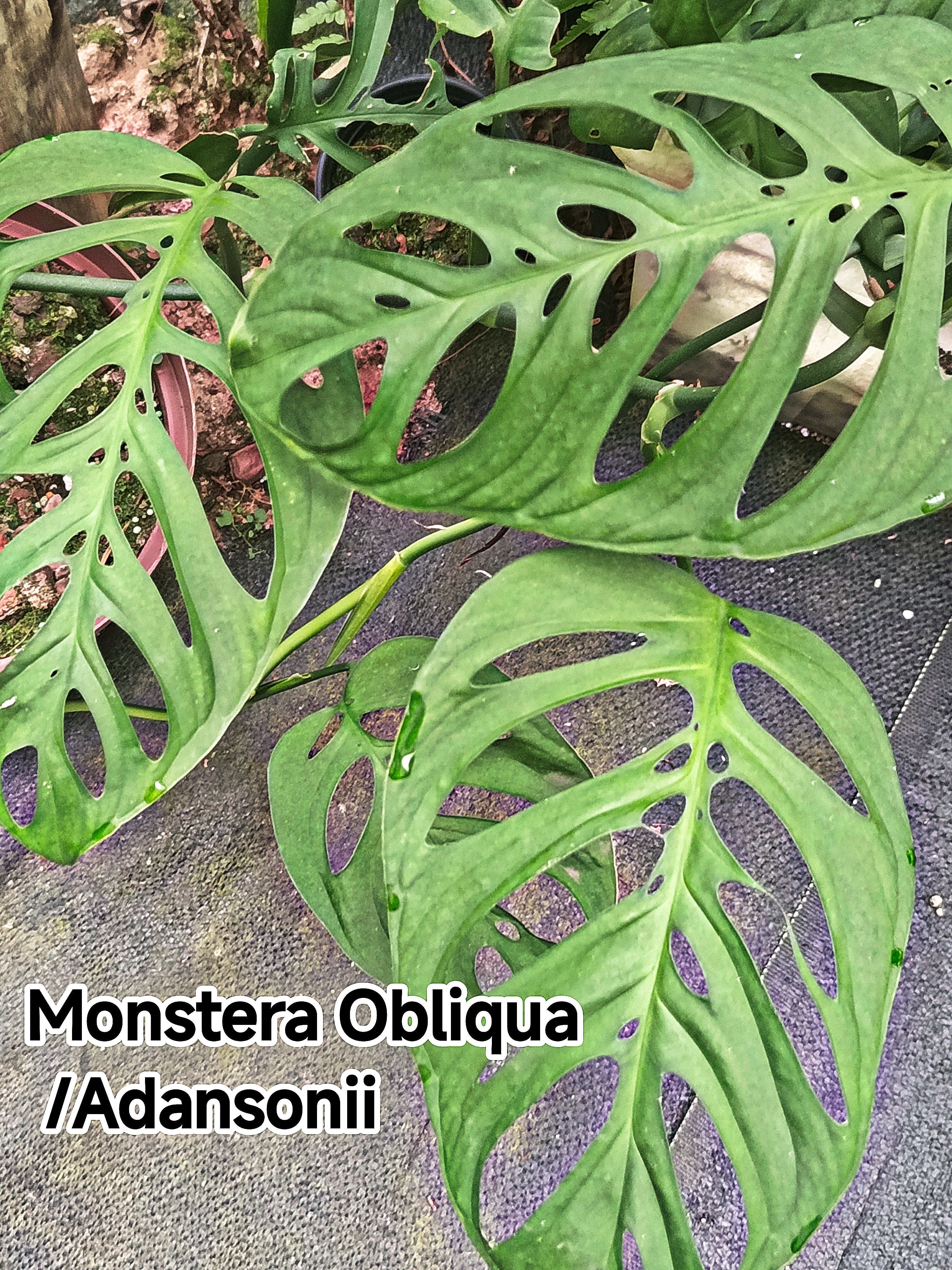 Monstera Obliqua / Adansonii ( Swiss Cheese)