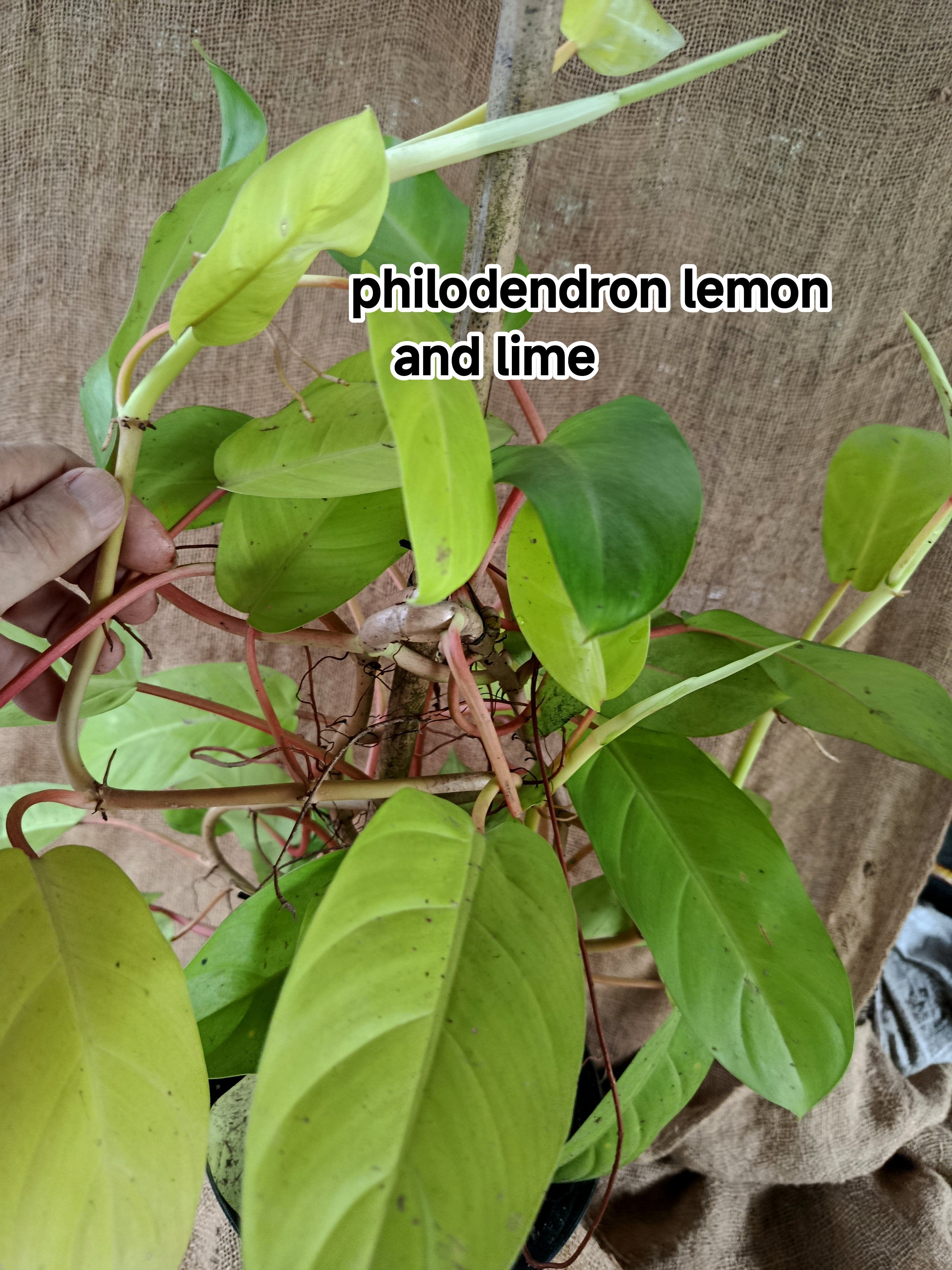 Philodendron lemon and lime