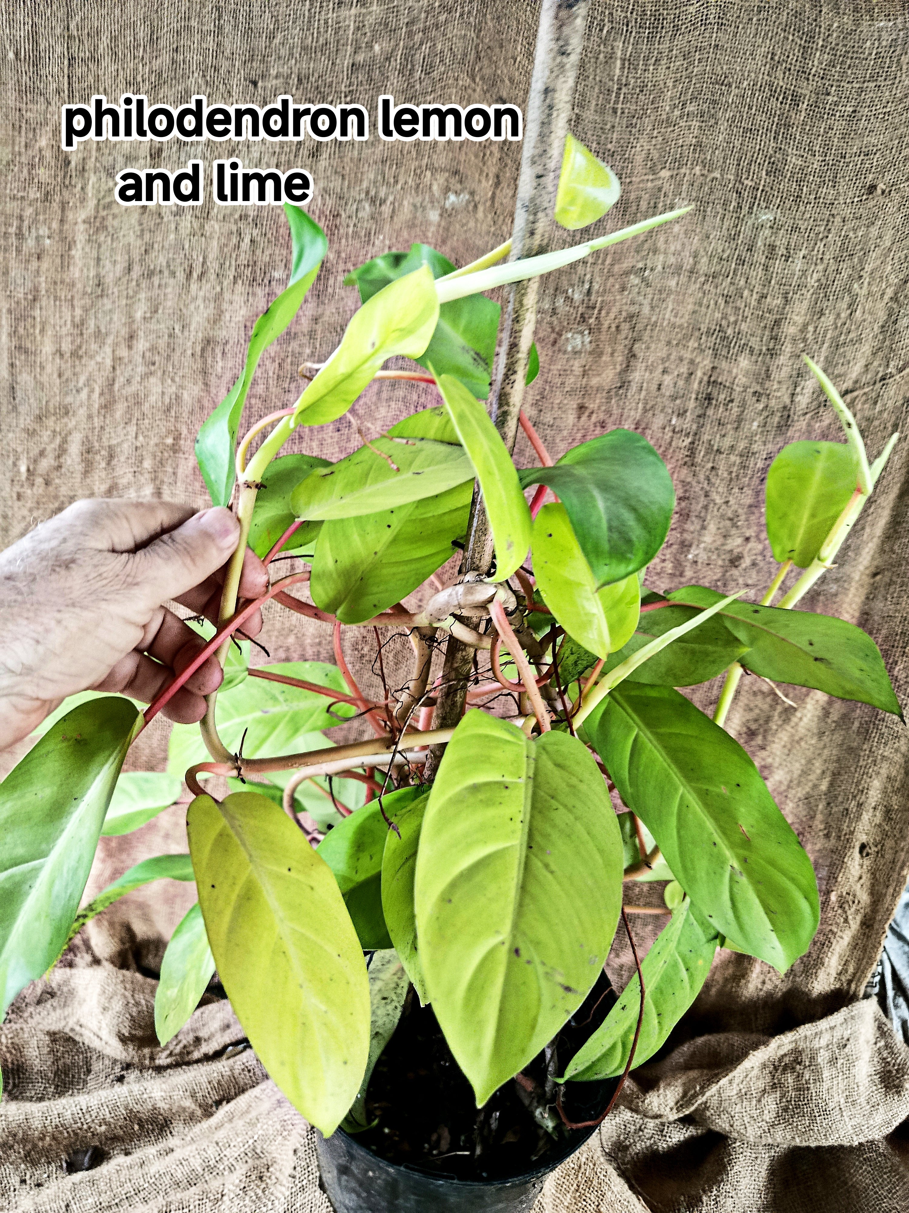 Philodendron lemon and lime