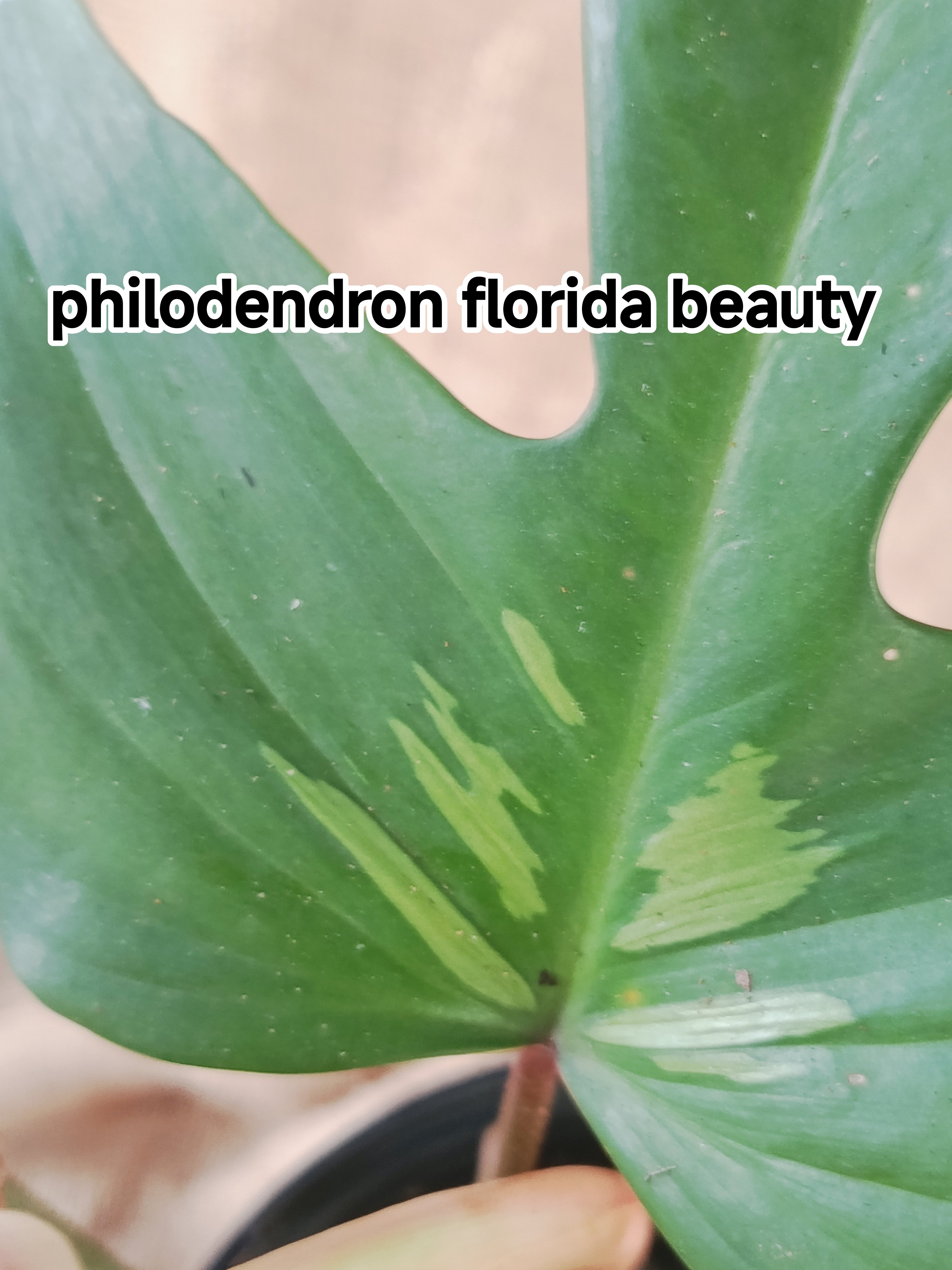 Philodendron Florida Beauty