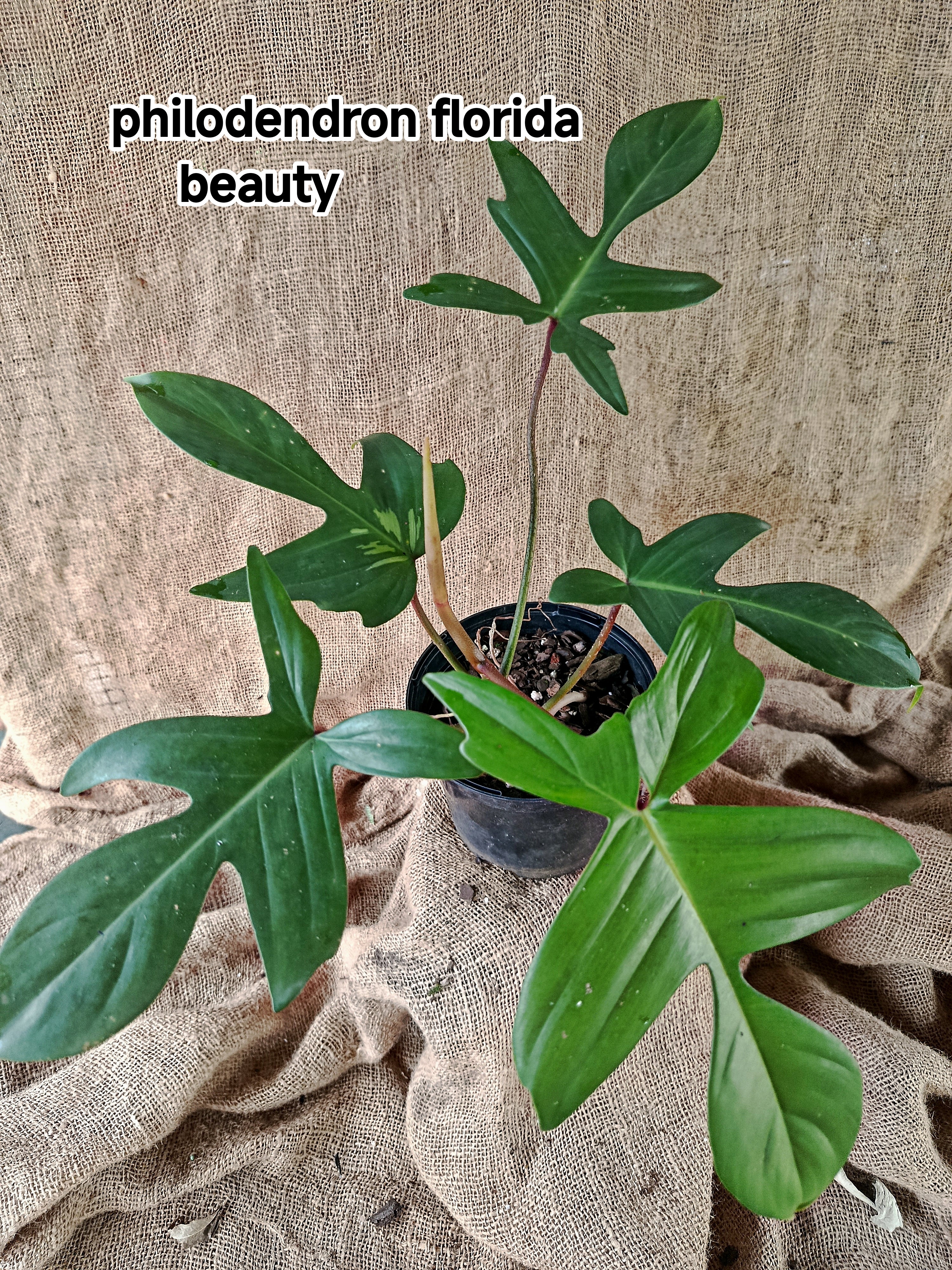 Philodendron Florida Beauty