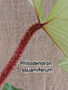 Philodendron Squamiferum